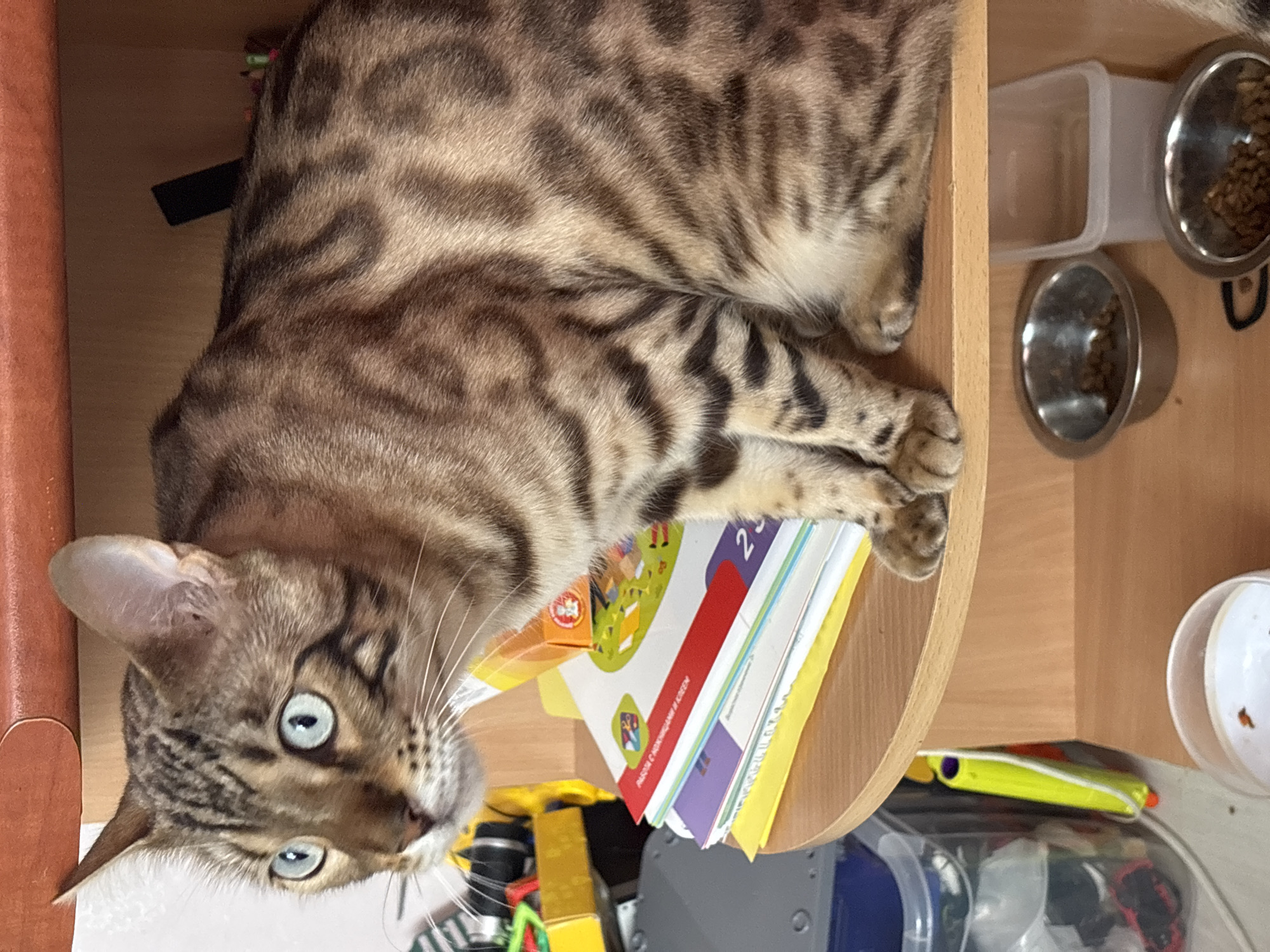 A Bengal cat with striking blue eyes is perched on a wooden shelf, looking to the left. The cat has a distinctive coat with swirling brown and black markings. Below the cat, on the same shelf, is a stack of colorful books or folders, with yellow, red, and purple covers visible. To the right of the books, the cat's paws are resting on the shelf.
The shelf itself is part of a larger wooden furniture piece, likely a cabinet or bookshelf. To the left of the shelf, partially obscured, is a clear plastic container with some items inside and a bright yellow object with a purple tip, possibly a toy or a pen. Further to the left, a blurred yellow and black object can be seen.
On the shelf below the main one, two metal pet bowls are visible. One bowl contains dry cat food, and the other appears to be empty or contains a small amount of food. Behind the food bowls, there is a translucent plastic container.
The image appears to be taken indoors, in a domestic setting. The lighting suggests it might be daytime. There is no information in the image that allows for determination of the specific location within the city of Noviy, Russia.