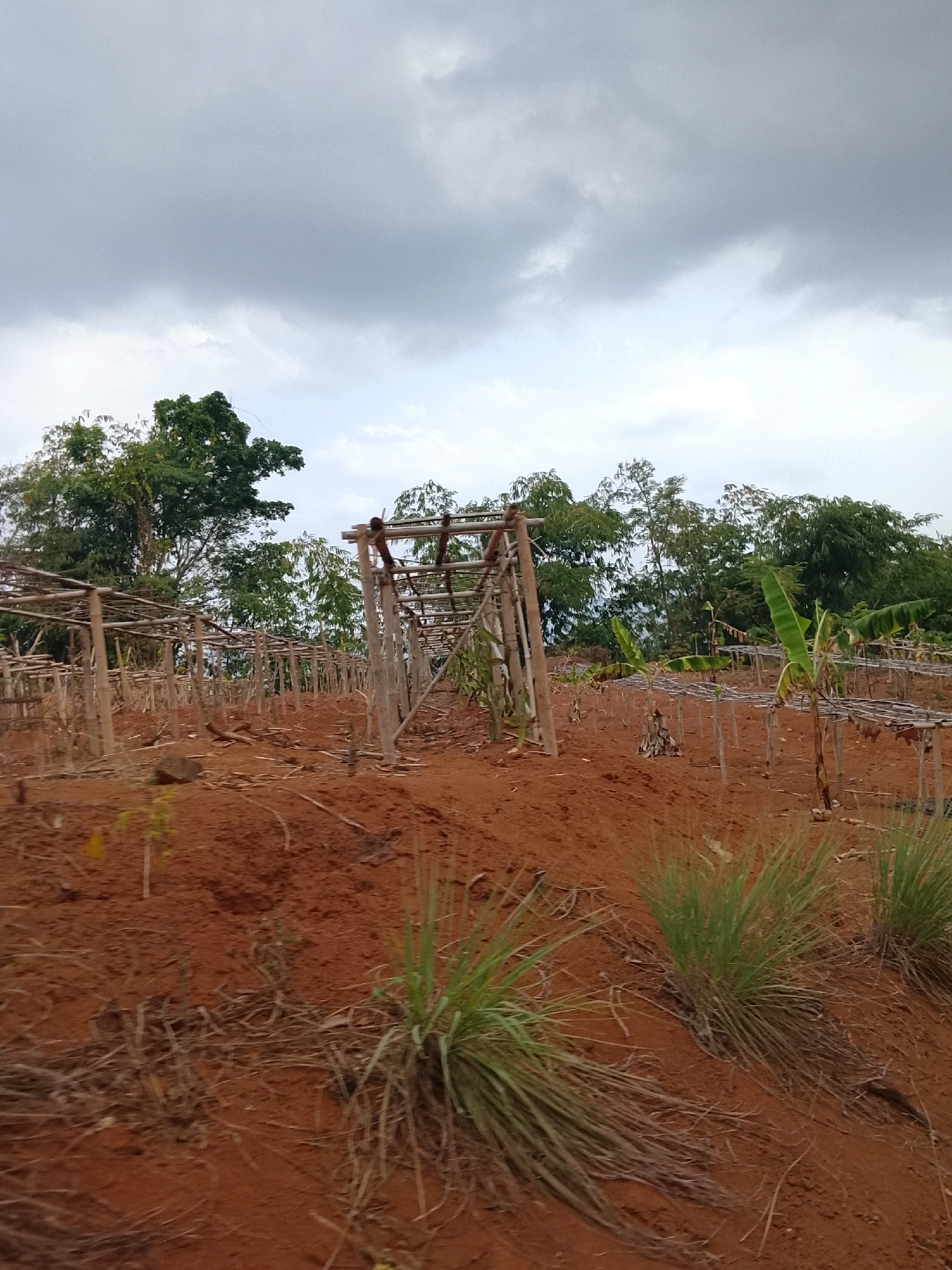 The image depicts an agricultural field with rows of wooden structures, possibly for supporting crops, in Banjar, Indonesia. The ground is covered in reddish-brown soil, with sparse vegetation consisting of grasses and some leafy plants. In the background, a line of trees with dense foliage borders the field, and a cloudy sky looms overhead. The structures appear to be made of bamboo or similar materials, indicating a farming setup. The overall scene suggests a rural or semi-rural setting dedicated to cultivation.