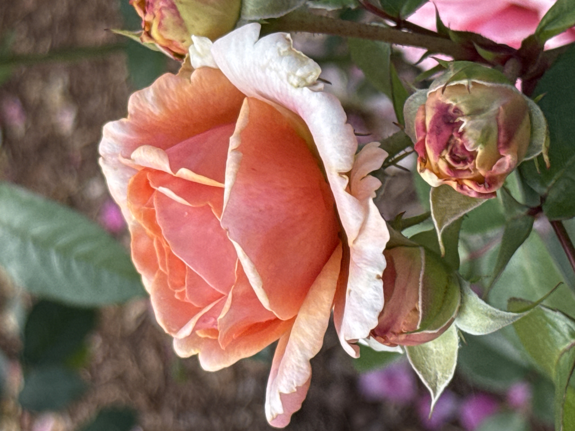 A close-up, eye-level, vertical shot captures a vibrant coral rose in bloom, its petals tinged with white along the edges, unfurling gracefully in soft focus. To the left and bottom of the main bloom, two rosebuds are visible: one larger, partially opened, and the other smaller and tightly closed, showcasing hints of deep pink and green. The background is a blur of earthy brown mulch and muted green foliage, with soft pink and purple out-of-focus shapes suggesting other flowers. The scene is set in a garden, possibly within a botanical garden or a well-maintained park, such as those found in Saint Petersburg, Russia, where numerous public gardens showcase diverse floral collections. There are no people or animals present in the frame.