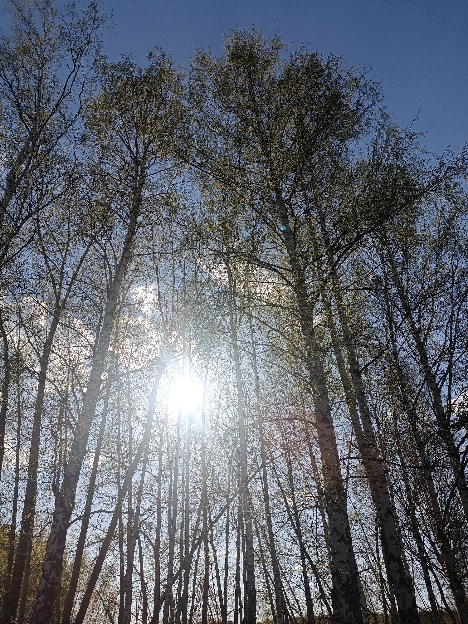 The image shows a view looking upwards through a dense forest of birch trees in Chaikovsky, Russia. The tree trunks are white with black markings, typical of birch trees. The trees have small leaves, indicating it may be spring or early summer. The sun is shining brightly through the trees, creating lens flare and making it difficult to see details in the canopy. The sky is blue with some white clouds visible through gaps in the trees. The ground is obscured by the density of the trees, but appears to be covered in vegetation. There are no people visible in the image.