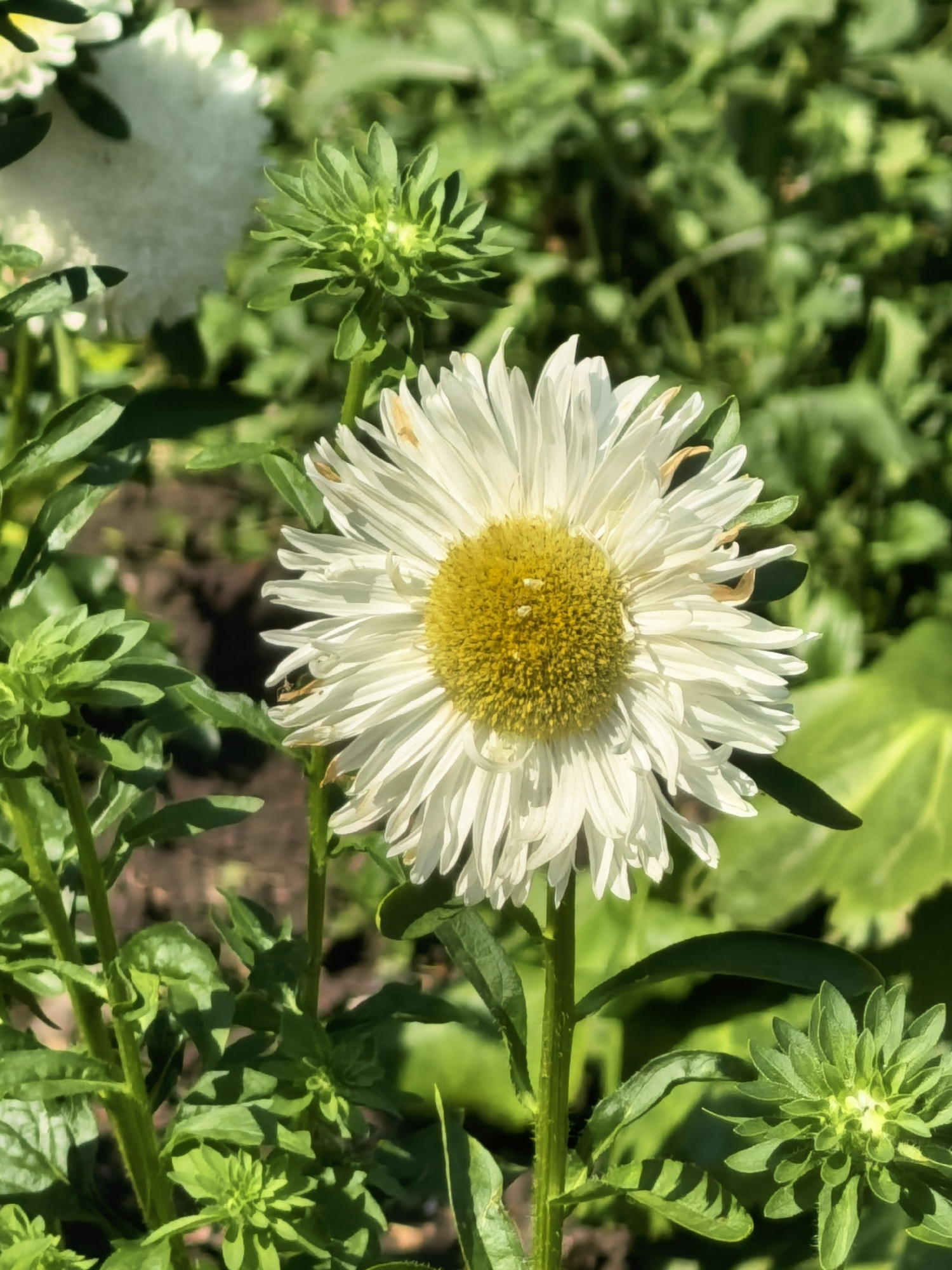 A close-up, vertical, eye-level shot shows a fully bloomed white aster flower with a yellow center, positioned in the foreground and slightly to the right of the frame. The flower's petals are long and thin, fanning out from the central disc. Behind it, to the left and slightly out of focus, is another white aster flower. The scene is set outdoors, with lush green foliage and plants filling the background. The ground appears to be soil. The lighting suggests a sunny day, with shadows visible on the soil. The image does not depict any people, actions, or interactions. The location is identified as Sterlitamak, Russia.