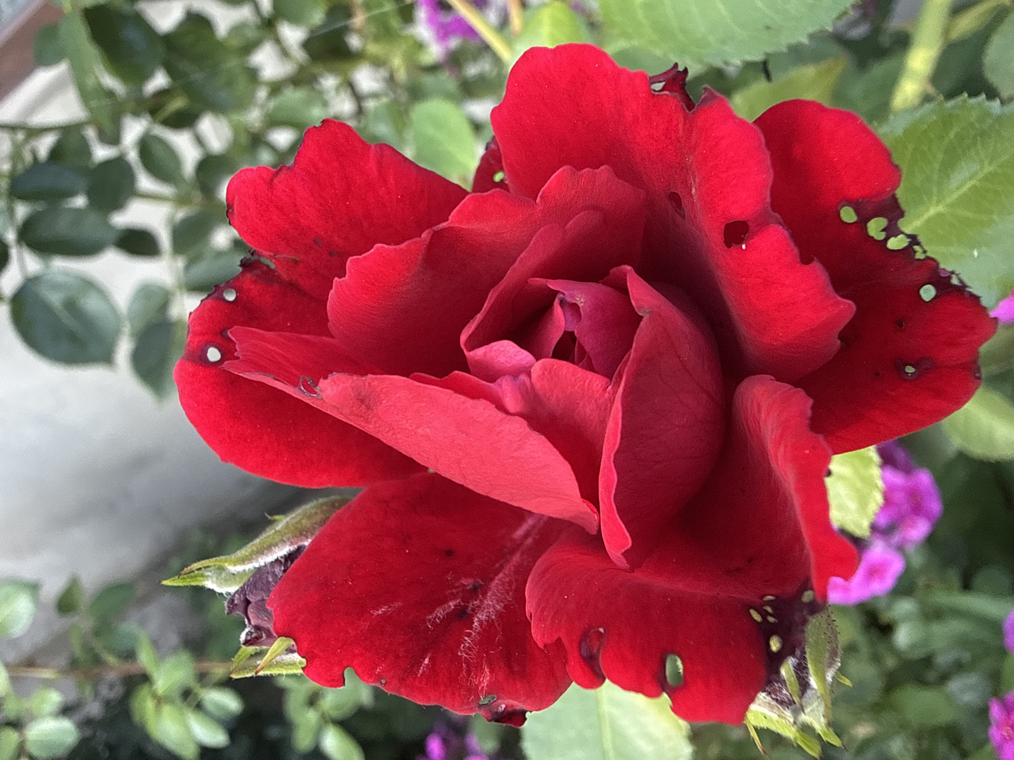 A close-up, eye-level shot focuses on a single, vibrant red rose in full bloom. The rose's petals are deeply colored and exhibit slight imperfections, with some areas appearing torn or having small holes. The center of the rose is tightly furled, showcasing layers of petals. Green sepals are visible at the base of the bloom, some showing signs of wilting. The background is softly blurred, revealing out-of-focus green foliage and hints of purple flowers. The overall impression is one of natural beauty, with the imperfect details of the rose adding to its character. The scene is set outdoors, in a garden environment, possibly within a city, but specific landmarks or identifying features are not present.