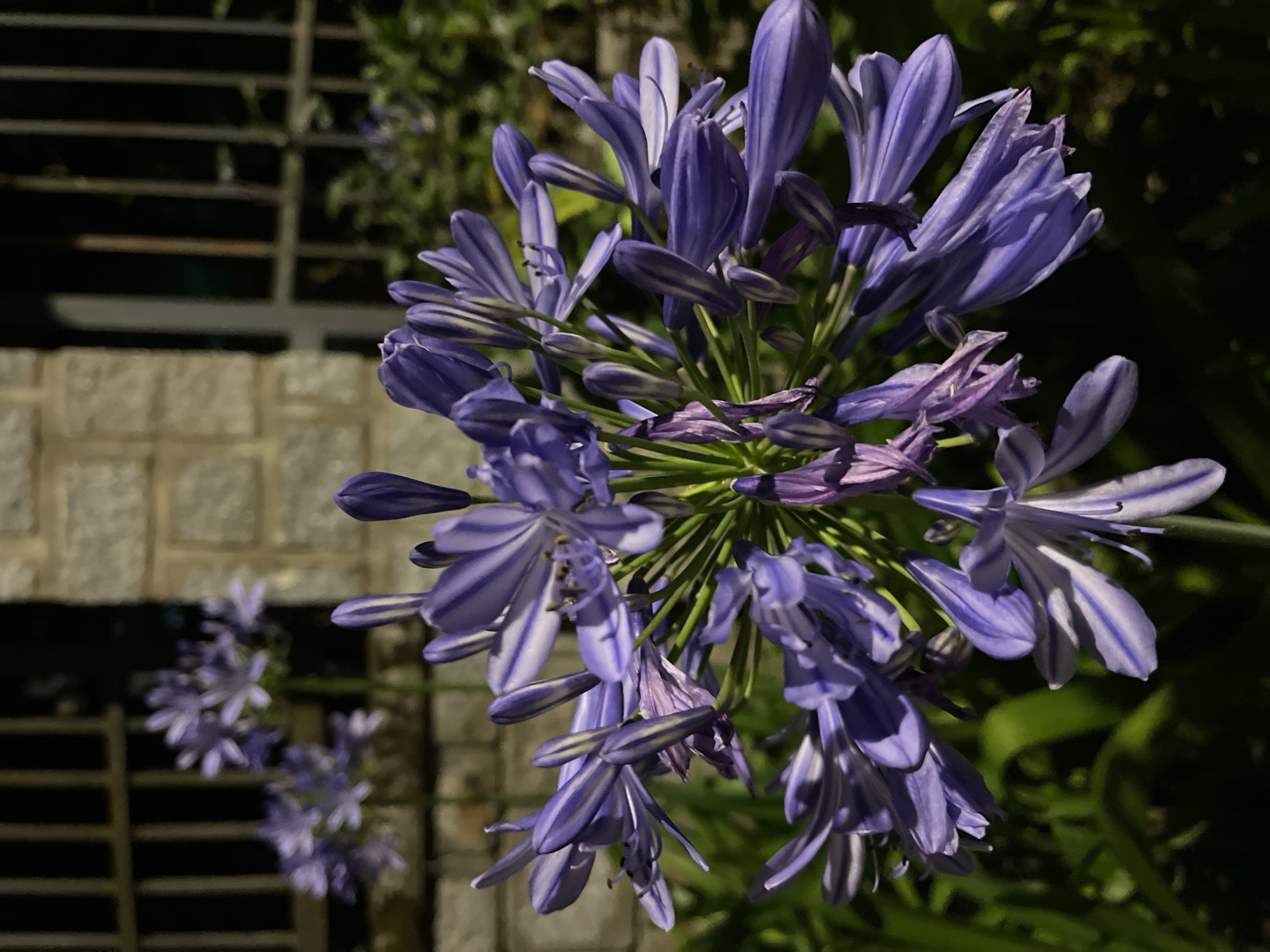 A close-up shot of an Agapanthus flower cluster in bloom, exhibiting shades of purple with white streaks. The flowers are bunched tightly together, with some wilting present near the center. In the blurred background, more of the same flowers are visible along with a brick wall and a metal fence. The setting appears to be outdoors at night, possibly in a garden. The location is Lâm Viên, Đà Lạt, Vietnam. There are no people in the image.