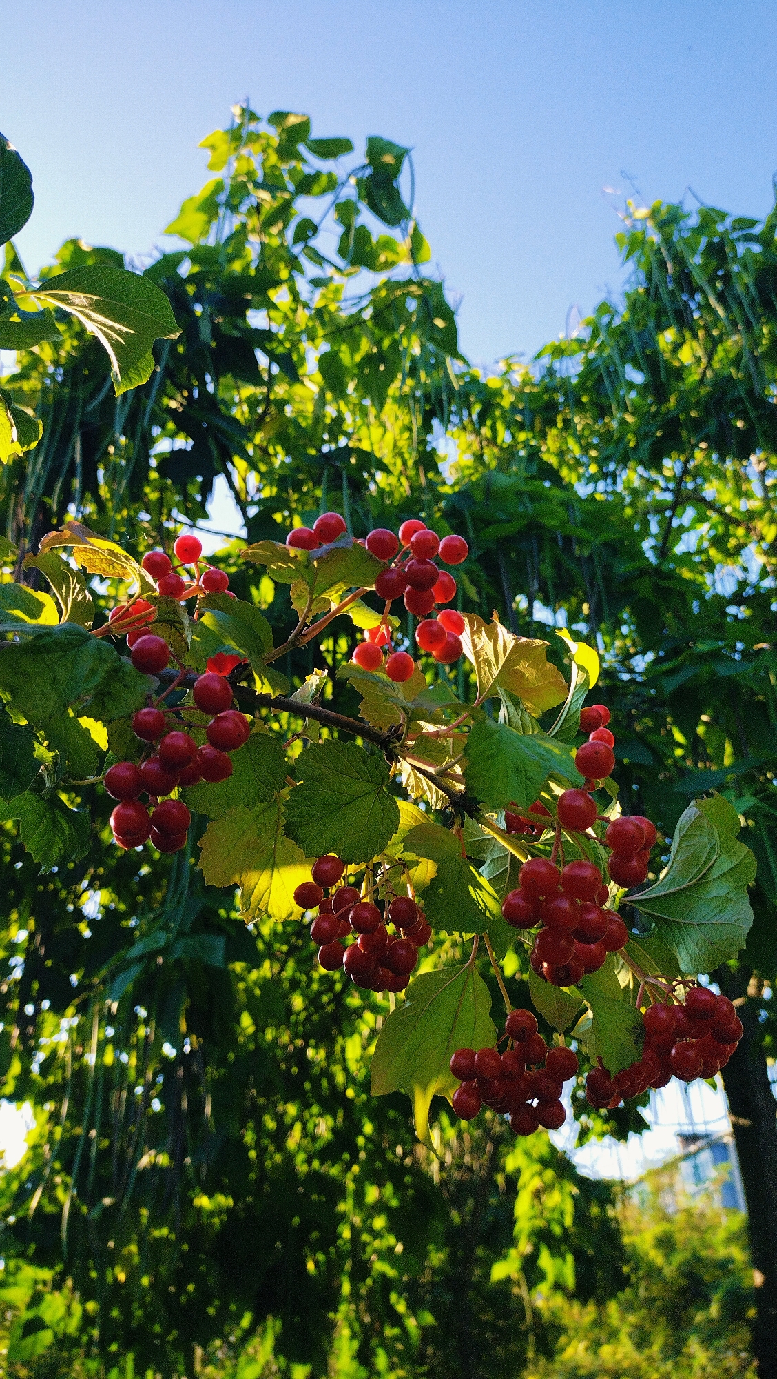 A low-angle shot captures a cluster of bright red berries hanging from a branch of a viburnum plant, set against a backdrop of lush green foliage and a clear blue sky. The berries are small, round, and appear to be ripe, with a slight sheen indicating they are catching the sunlight. Some of the leaves are also illuminated, revealing their veins and serrated edges. The overall impression is one of vibrant natural beauty, possibly in a park or garden within the city of Horishni Plavni, Ukraine. There are no people or animals visible in the frame. The background shows more trees and some hints of buildings in the distance, suggesting an urban or suburban setting.