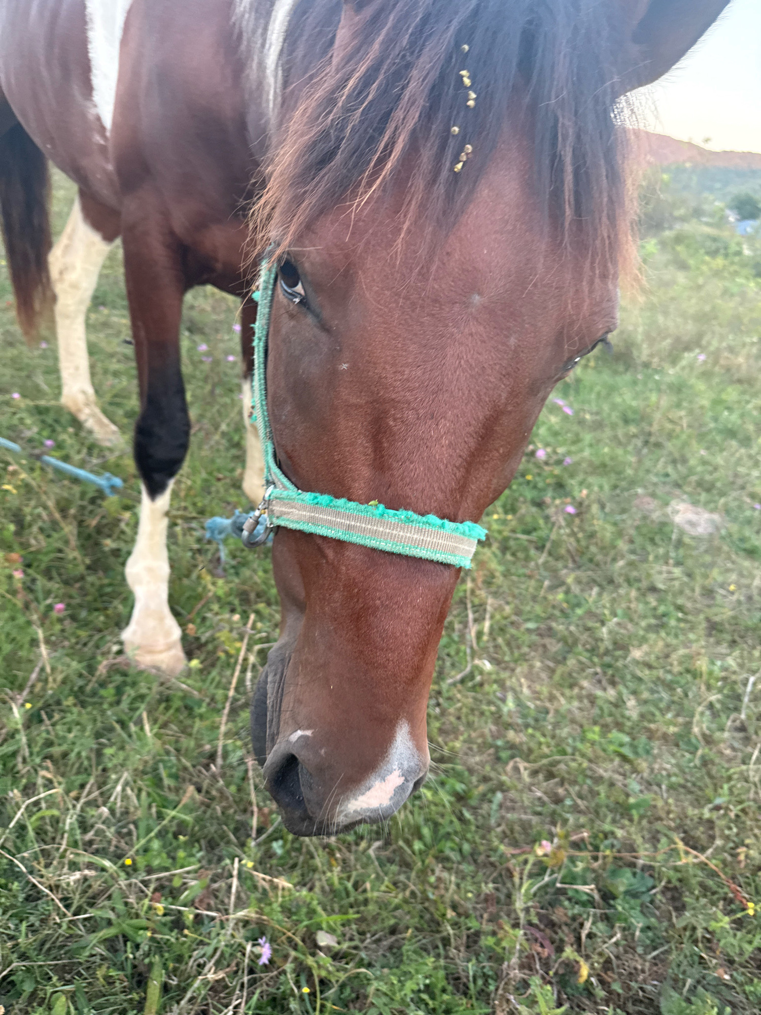 A close-up, slightly downward-angled shot captures the head and upper body of a brown and white horse in a grassy field. The horse is wearing a green and white striped halter. Its head is tilted downwards, with its muzzle positioned in the lower right quadrant of the frame. Small yellow insects are visible on the horse's forelock. The background consists of green grass interspersed with small purple and yellow wildflowers. In the distance, a hazy, mountainous landscape is visible under a pale sky. The specific location in Tenginka, Russia, is not visually indicated in the image.