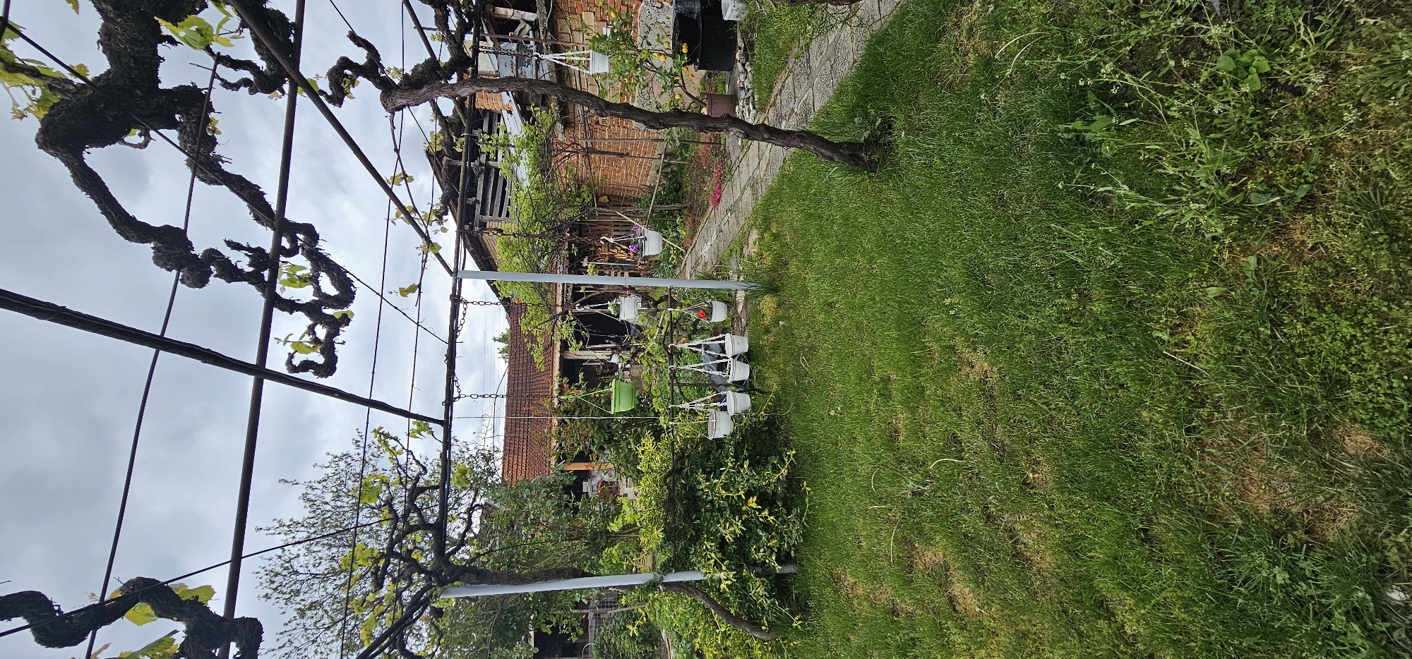 This image captures a vibrant garden scene in Lesichovo, Bulgaria, looking towards a traditional house from beneath a robust grape pergola. In the foreground, the thick, gnarled trunks and branches of grapevines, adorned with fresh, young green leaves, form an overhead canopy, supported by a network of metal wires and poles.
The midground features a sprawling green lawn, exhibiting some patches of drier grass and interspersed weeds. A winding pathway, constructed from light-colored stone or concrete pavers, cuts through the lawn, leading towards the background house. Several white plastic hanging planters, along with one green planter, are suspended from the pergola structure, containing various small plants and flowers. A small tree bearing yellow fruits, likely a lemon tree, stands near the pathway on the right.
In the background, a rustic house or building with a distinct red-brown tiled roof and exposed brick walls is visible. The architecture suggests an older, traditional style, with some visible wooden support beams. The house is enveloped by a variety of green bushes and trees, contributing to the lush, natural environment of the garden.
The sky, partially visible through the vine canopy, is overcast, indicating a cloudy but bright daytime. The overall atmosphere is peaceful and natural, devoid of human activity. The new growth on the grapevines suggests the season is spring or early summer. No visible text is present in the image.