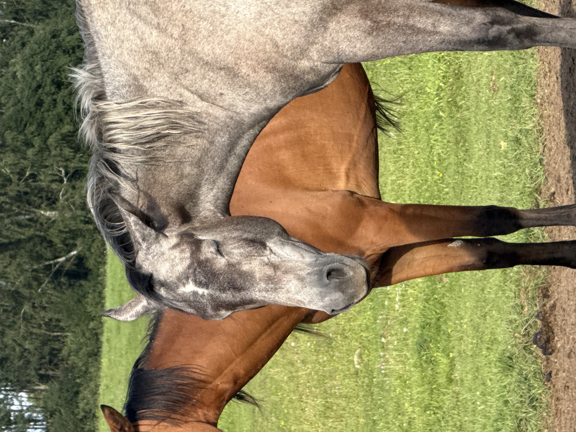 Two horses are standing side-by-side in a grassy field. The horse on the left is a chestnut brown color with a dark mane. The horse on the right is a dappled grey with a lighter mane. The grey horse's head is turned towards the viewer, and its eyes are closed, suggesting it is resting or relaxed. The background consists of a lush green field with some scattered wildflowers, and a dense line of trees in the distance. The sky is not visible in the frame. The ground in the foreground appears to be dirt or soil. There are no people or other animals visible in the image. The overall scene depicts a peaceful moment in a rural setting.