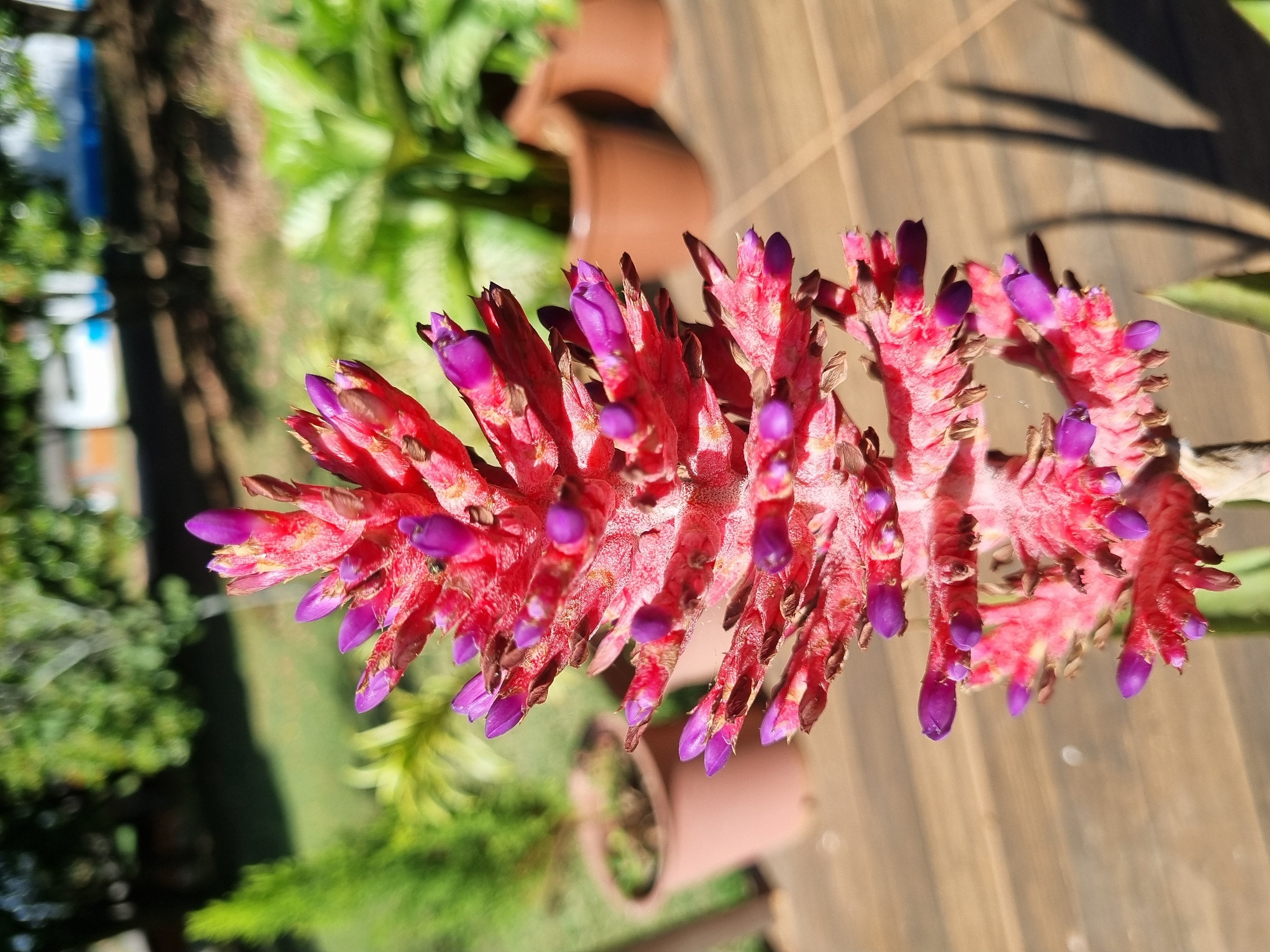 A close-up, vertical, eye-level, outdoor shot focuses on the vibrant red and purple bloom of a bromeliad flower, centered in the frame. The flower's intricate structure is sharply defined, with individual bracts and petals clearly visible, showing a textured surface. Behind the bloom, the background is softly blurred, suggesting an outdoor setting with lush green foliage, terracotta pots containing plants, and the dappled sunlight casting shadows on a wooden deck. The environment appears to be a garden or patio. The image was taken in Laranjal Paulista, Brazil.