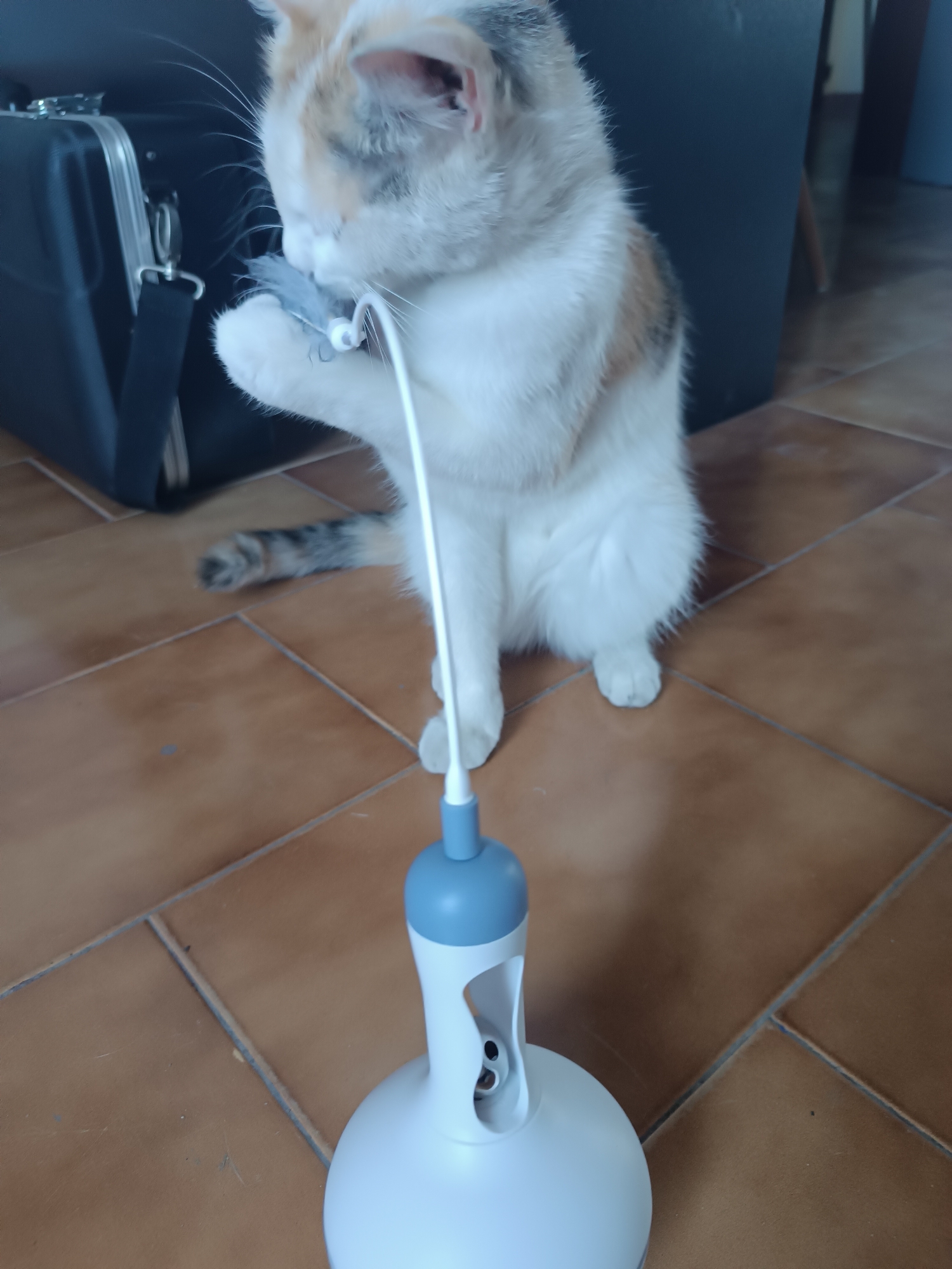 A light calico cat is playing with an interactive cat toy on a tile floor. The cat is seated, holding a gray feather toy attached to a white wand extending from a white and blue base. The toy is positioned on brown tiled flooring. A black bag with silver trim and a black chair are in the background. The location is Viadana, Italy.