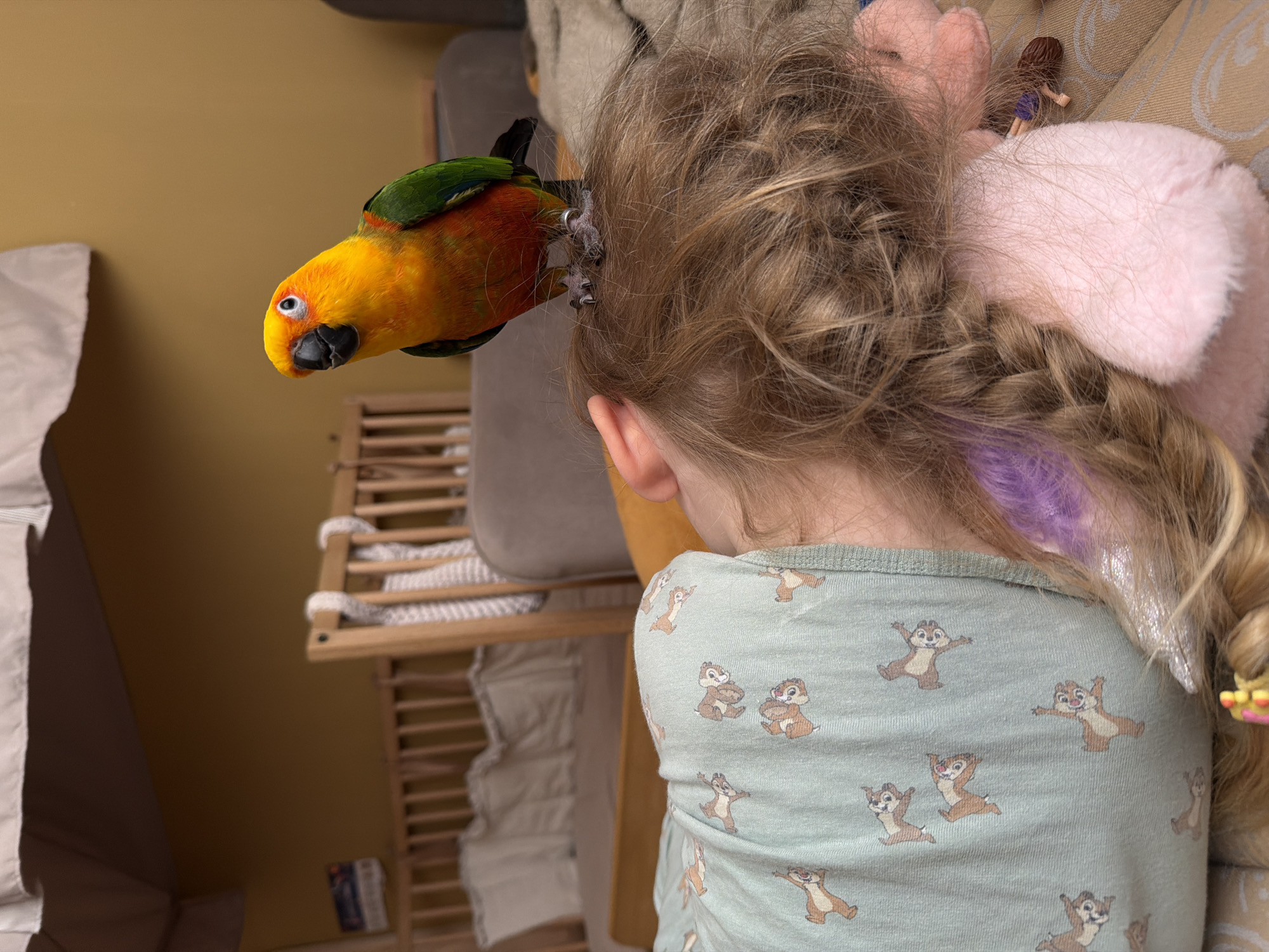 A sun conure parrot perches on a child's head. The child, facing away from the camera, has light brown hair styled in a braid, adorned with pink plush ears and a small doll figure. The child wears a light green top patterned with cartoon chipmunks. The background includes a beige sofa, a yellow wall, and a wooden folding rack. The location is not discernible from the image.