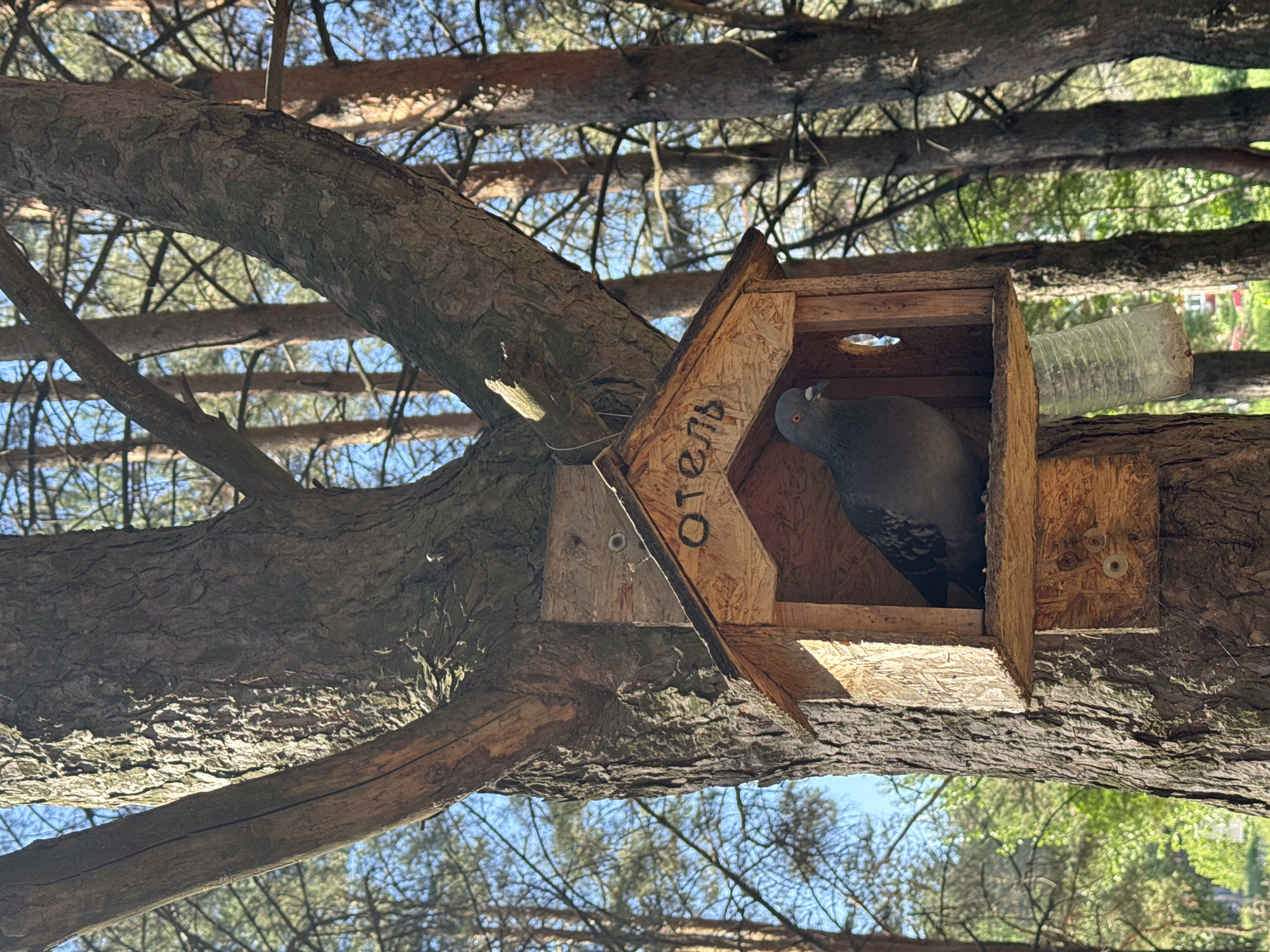 A wooden birdhouse is nestled in the crook of a tree. Inside, a gray pigeon is perched, looking towards the entrance. A plastic water bottle is tucked between the birdhouse and the tree branch. The word "отель" (hotel) is written on the side of the birdhouse. The scene is set in the city of Chaikovsky, Russia. The image is taken from a low angle, looking up through the tree branches.