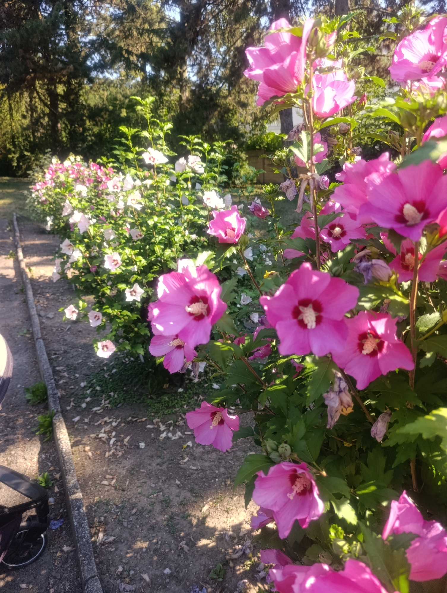 The image shows a close-up view of a vibrant hibiscus bush in bloom, with several large, pink flowers in focus. The bush is lined along a pathway or garden border with a concrete edge. In the background, a row of smaller hibiscus plants with white and pink flowers is visible, extending into the distance. Behind the flowers, a line of trees with dense green foliage creates a natural backdrop. Sunlight filters through the leaves, casting dappled shadows on the ground. To the left of the frame, a portion of a stroller or baby carriage is visible, suggesting an outdoor recreational area. The scene appears to be in a park or garden setting, possibly in the city of Olomouc, Czechia.