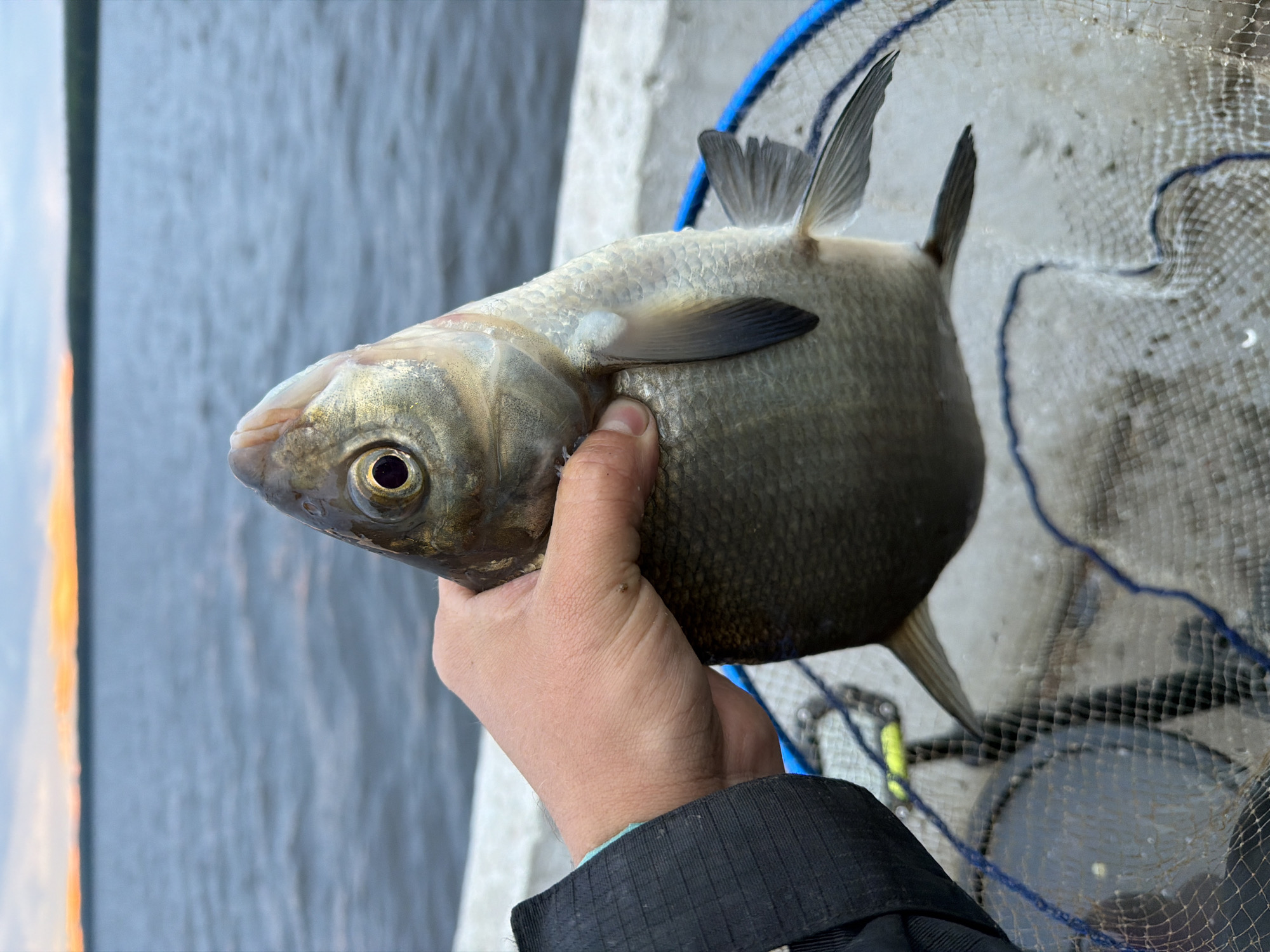 The image displays a right hand firmly holding a large, silvery-grey fish vertically, with its head oriented upwards. The fish, identifiable as a type of bream, features a deep body, prominent dark fins (caudal, anal, and pectoral fins are visible), and a distinct, round dark eye. The hand, showing visible skin texture and a small dark spot on the back of the index finger's knuckle, is positioned over a partially visible blue-rimmed fishing net with light-colored mesh, which rests on a light-grey concrete surface. To the left, a dark, ridged jacket sleeve with a subtle light blue or teal cuff is visible. The background consists of a vast body of water with gentle ripples, extending to a distant horizon. A narrow strip of dark land, possibly a treeline, separates the water from the sky. The sky above presents a gradient of warm orange and yellow tones near the horizon, transitioning to lighter blues and greys, indicative of either sunrise or sunset conditions. The scene is located in the city of Chaikovsky, Russia.