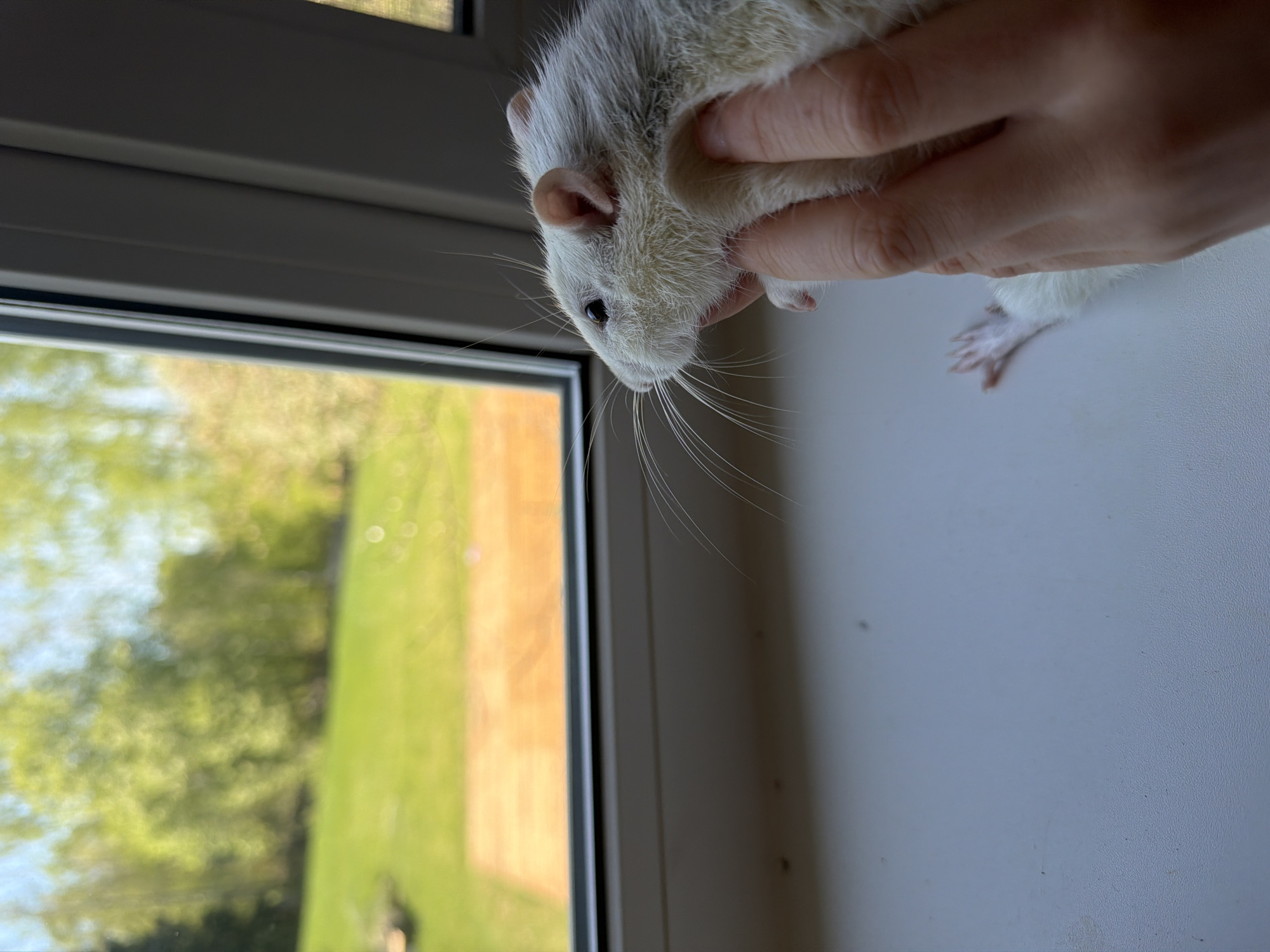 A light gray or white rat is being held in a person's hand near a window. The background features a blurred outdoor scene of a green lawn and trees. The location, Dubovaya, Russia, is extraneous and not determinable from the image.