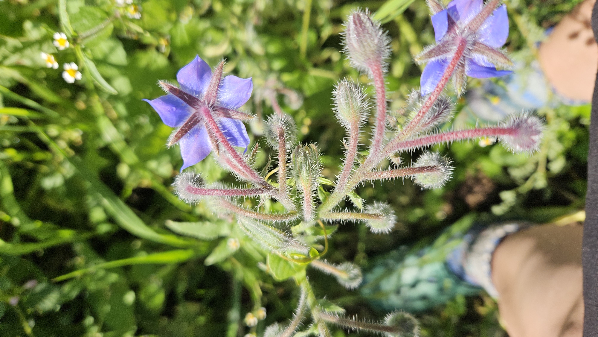 The image is a close-up, eye-level shot of a Borage plant in bloom, located outdoors in a grassy area in Kapūņi, Latvia. Two star-shaped purple Borage flowers are visible, with prominent dark stamens. The stems and buds of the plant are covered in fine, fuzzy, reddish hairs. The background is filled with green foliage, including blades of grass and small white flowers with yellow centers. In the lower left and right of the frame, parts of a person's leg wearing patterned socks are visible, suggesting the photographer is kneeling or sitting close to the plant. The lighting suggests it is daytime, likely sunny, with some dappled light present.