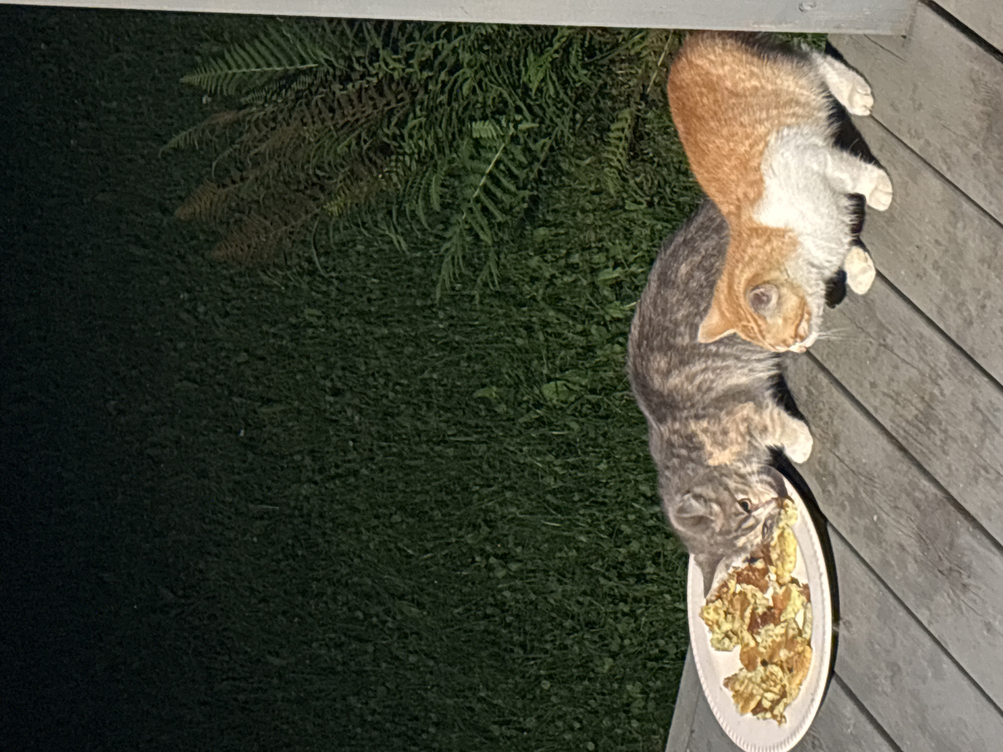 Two cats are present on a wooden deck. The cat on the left is a calico and is eating from a plate of food. The cat on the right is an orange and white tabby. The deck is adjacent to a grassy area with ferns. The image was taken at night. The location is Zvenigorod, Russia.