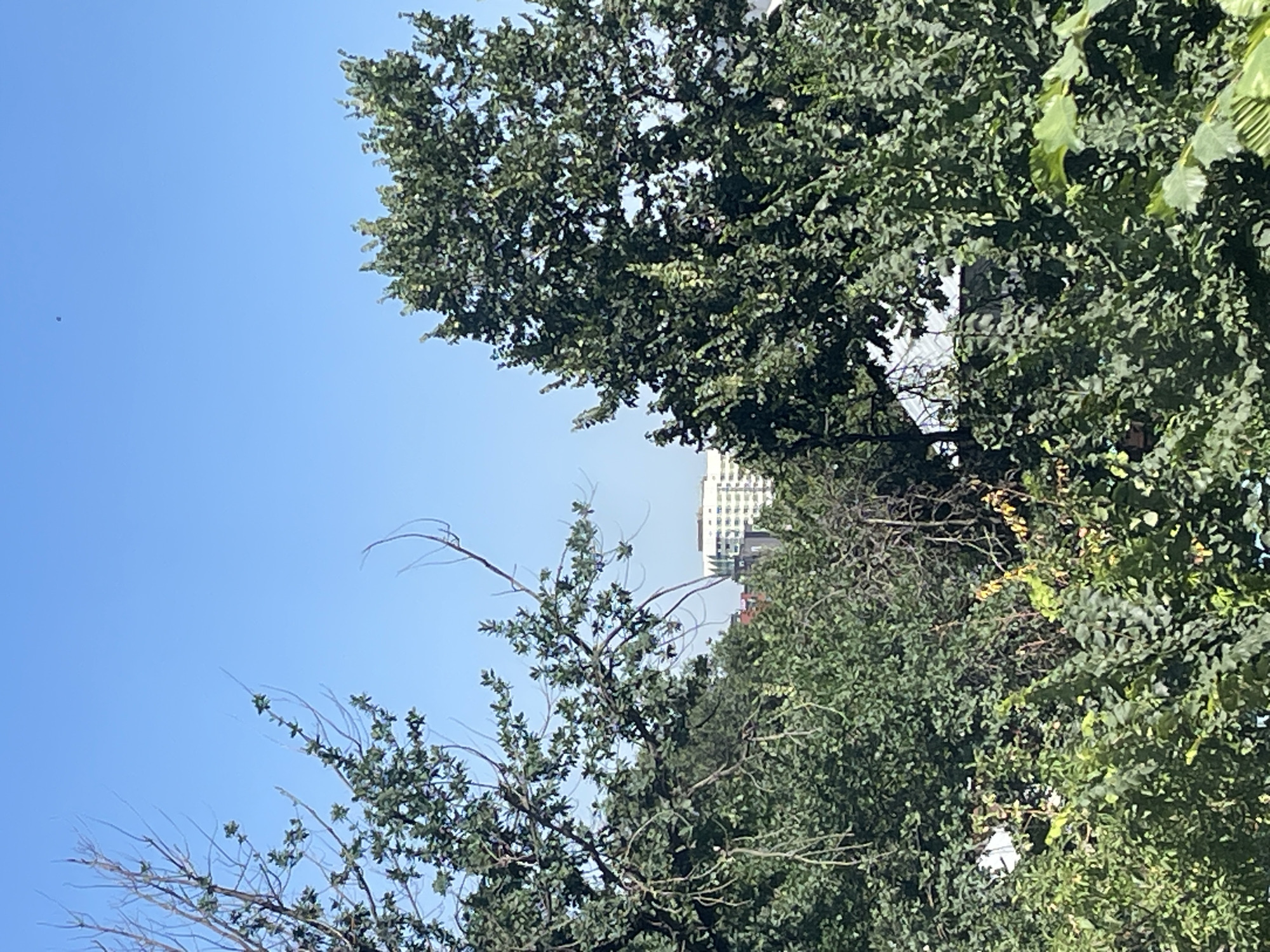The image shows a view through trees towards buildings in Almaty, Kazakhstan. The sky is clear and blue. In the foreground, there are dense green trees with some bare branches. In the middle ground, the tops of buildings are visible, including a multi-story white building with visible windows. The environment appears to be an urban area with significant greenery. There are no people or animals visible in the image.