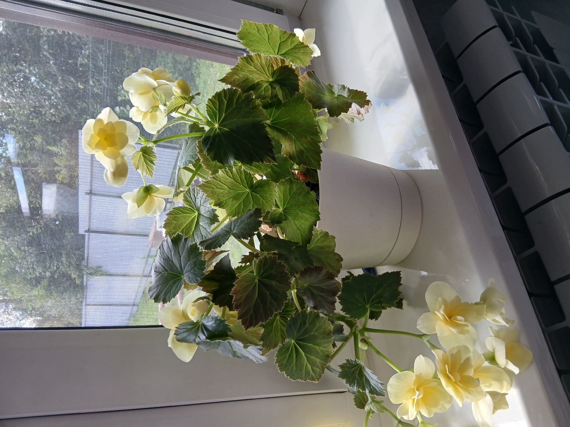 A potted plant with light yellow flowers and large green leaves with reddish-brown edges sits on a white windowsill. Behind the plant, a window with a screen looks out onto a fence and trees. The windowsill is positioned above a white radiator with a segmented design. The overall setting appears to be indoors, likely in a residential area of Богандинский, Russia, given the typical architecture and climate.