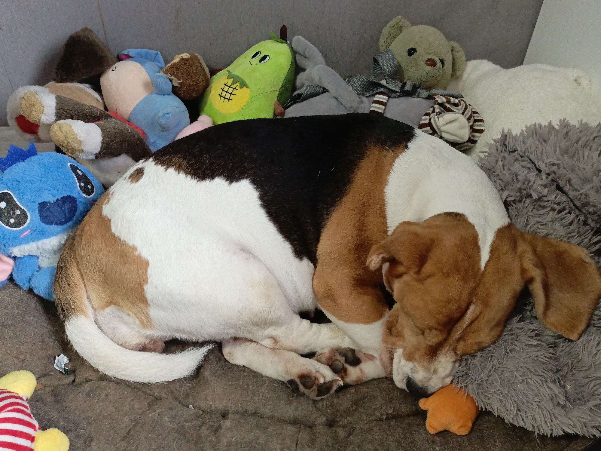 A tri-color (white, brown, black) basset hound dog is curled up sleeping among a pile of stuffed toys on a gray upholstered surface. To the left of the dog, there is a blue "Stitch" plush, a brown plush toy, and a pear-shaped green plush toy. Behind the dog is a light green teddy bear with a gray ribbon and a white pillow. Under the dog's head is a small orange plush toy. The location is Марковский, Russia (inferred).