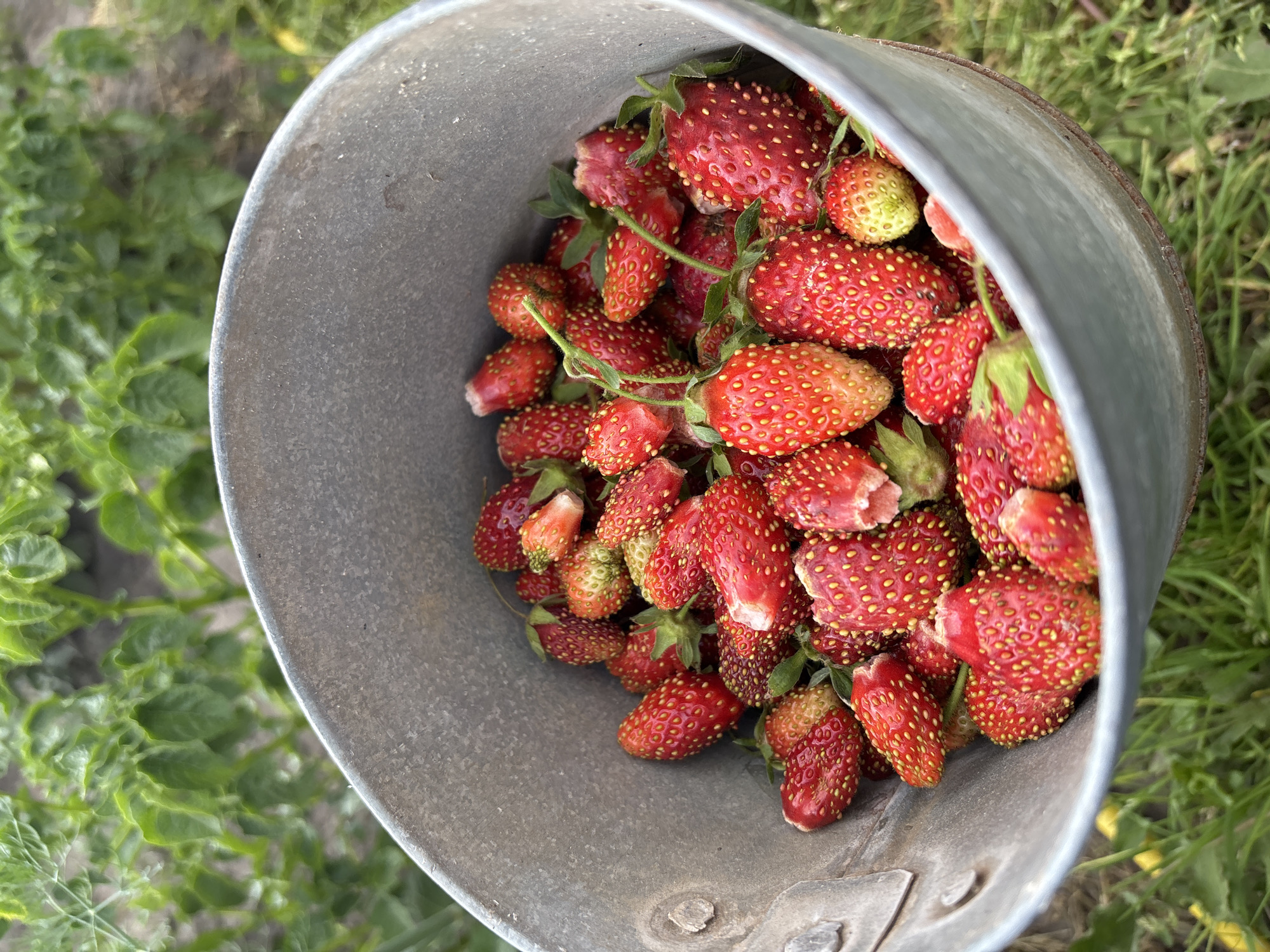 The image is a close-up, high-angle shot of a metal bucket overflowing with ripe strawberries. The bucket is positioned in the center of the frame, with its rim and interior visible. The strawberries are a vibrant red, with many showing yellow seeds on their surface. Some of the strawberries are partially obscured by others, creating a sense of abundance. A few green stems and leaves are also visible, attached to some of the fruits. The bucket itself appears worn, with a rustic, galvanized metal finish.
The background of the image is out of focus, showing green foliage and blades of grass, suggesting the bucket of strawberries is outdoors, likely in a garden or field. The lighting appears natural, indicating it could be daytime. There is no visible text in the image. The overall impression is one of a fresh harvest, evoking a sense of natural bounty and perhaps the simple pleasure of picking fresh fruit.