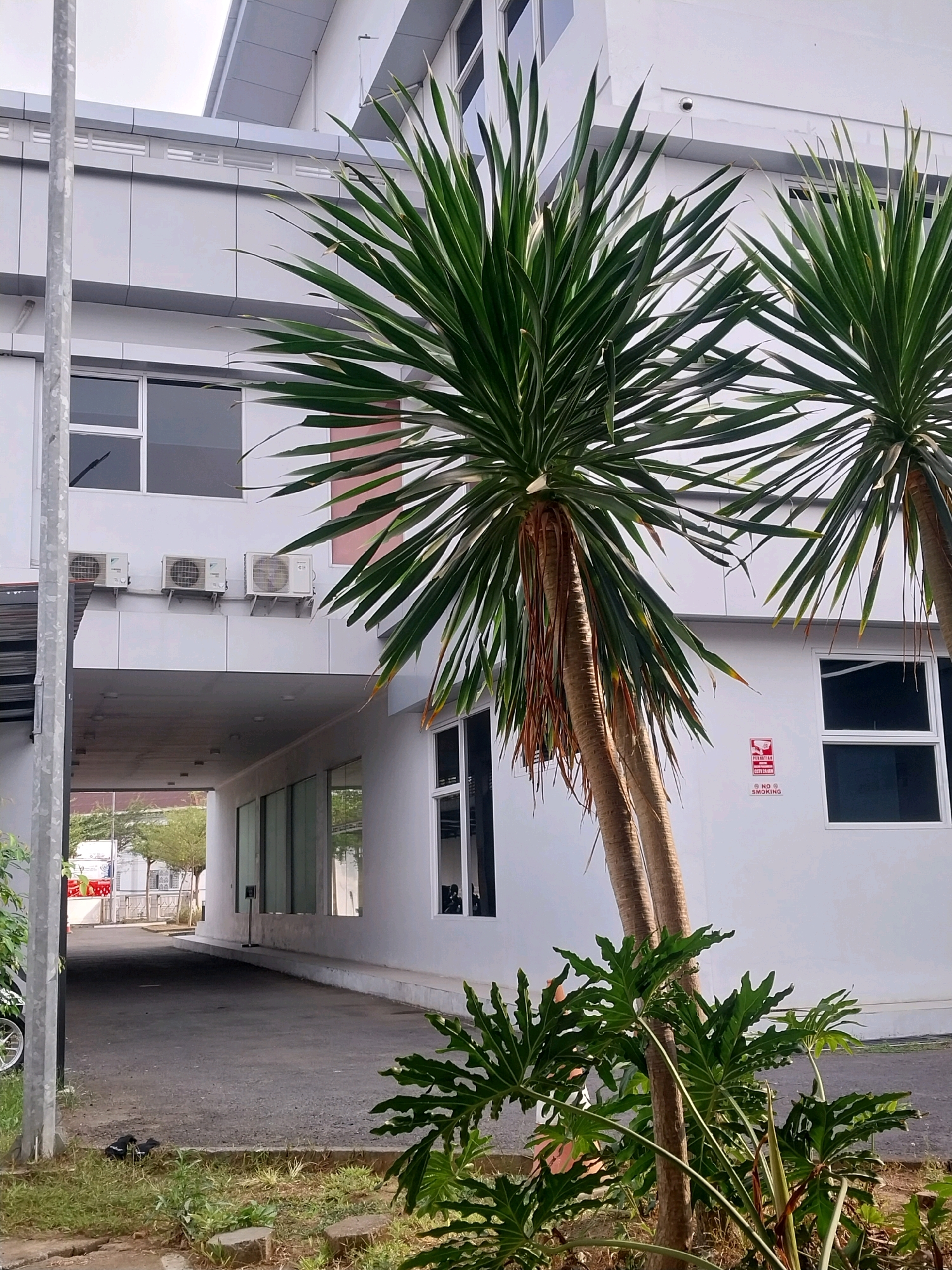 The image depicts the exterior of a modern building, likely an office or commercial establishment, situated in Sleman, Indonesia. The building features a clean, white facade with large rectangular windows. Several outdoor air conditioning units are mounted on the exterior wall. In the foreground, two tall palm trees with slender trunks and long, green leaves dominate the scene. A low-lying green plant with broad, lobed leaves is visible at the base of the palm trees. To the left of the palm trees, a grey metal pole stands vertically. The ground is a mixture of asphalt and grass, with some scattered debris. An overhead walkway or covered entrance is visible in the mid-ground, leading into the building's interior. The sky above is overcast. There are no people visible in the image.