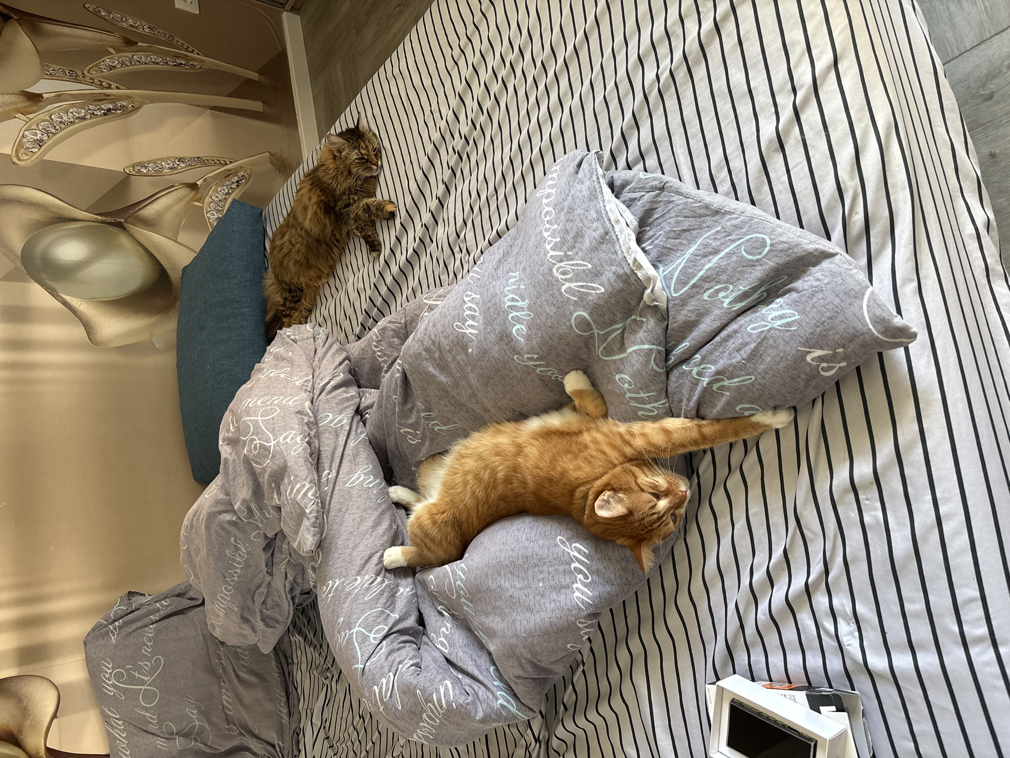 A high-angle, medium shot depicts two cats lounging on a bed with striped bedding and a gray comforter with written text. An orange tabby cat is sprawled on the comforter, with one arm stretched out. A brown tabby cat is lying near a blue pillow. The bed is positioned against a wall adorned with ornate floral designs. A white box is placed near the lower right corner of the frame. The scene is indoors and well-lit. The location is possibly a private residence, inferred from the personal items and interior decor. The presence of personal items and the interior setting suggest it could be a home in Bar, Montenegro, but this cannot be verified.