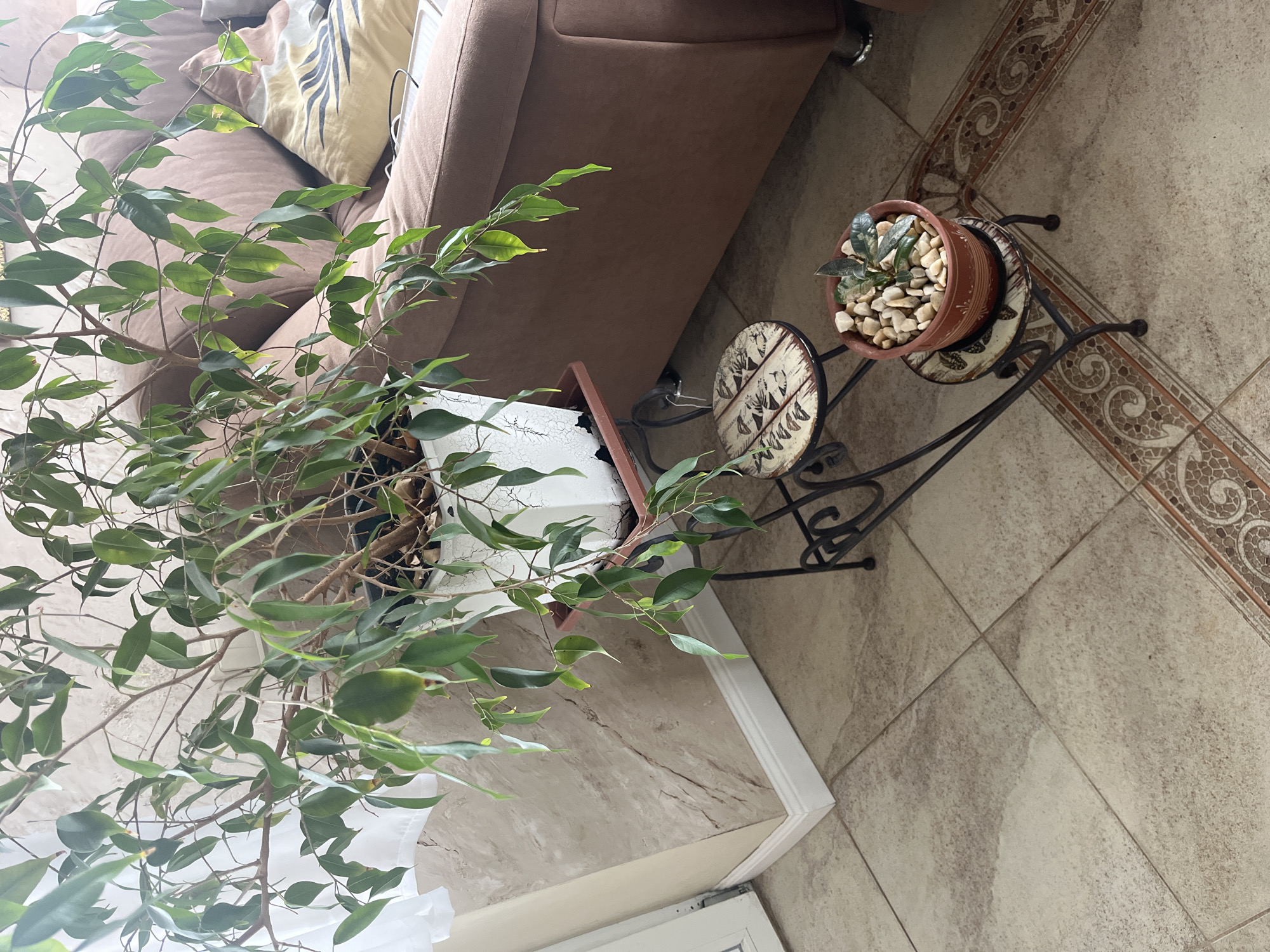 The image depicts an indoor scene, likely a living room, with a large ficus plant in a white pot as the central subject. The plant is supported by a black metal multi-tiered stand. The stand has decorative ceramic plates on its upper levels. On the lowest tier of the stand is a smaller terracotta pot containing a succulent-like plant, covered with small pebbles. In the background, a brown couch is visible, with a patterned throw pillow on it. The floor is tiled in a neutral, light color with a decorative border. To the left, a section of a wall with a textured, marbled finish is visible, along with white baseboards and a portion of a white door frame. The overall impression is of a well-decorated interior space. There are no people or animals present in the image. The specific location of Vladimirovka, Russia, is not discernible from the visual cues within the photograph.