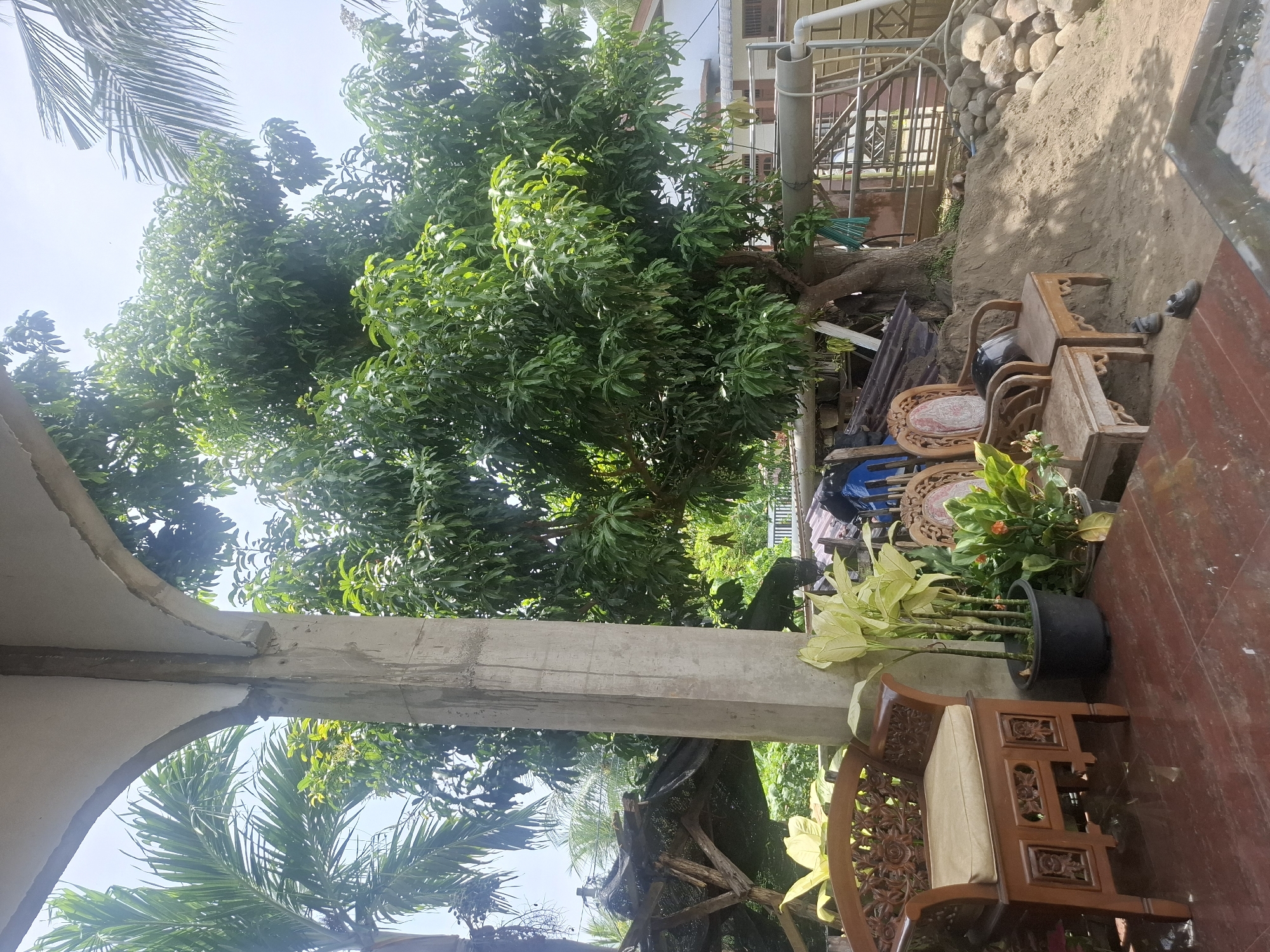 In Deah Pangwa, Indonesia, a sheltered outdoor patio features a concrete pillar and archway supporting a roof. To the left, a carved wooden chair with a light brown cushion sits on a reddish-brown tiled floor. Next to it, two black potted plants containing tall, pale green foliage are visible. A wooden chair, appearing aged, is situated further back, partially obscured by a mound of sand. Two small children's shoes are placed on the sand near the chair. Behind the seating area, a large, mature mango tree dominates the scene, its dense green foliage stretching towards the sky. In the background, a building with white walls and a tiled roof is partially visible, along with a metal fence and a collection of rounded stones. The overall environment suggests a residential setting with a focus on outdoor living and natural elements.