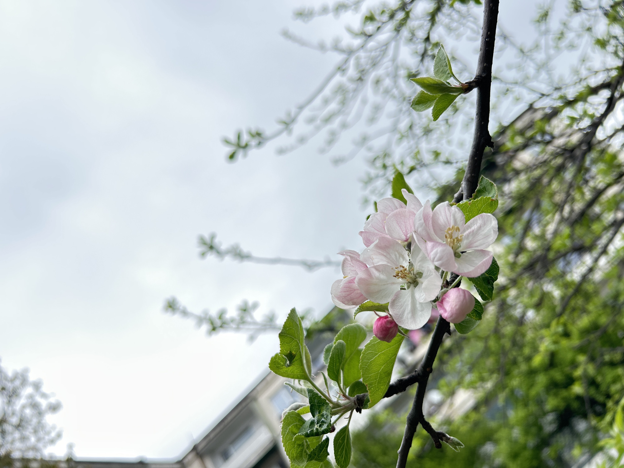 The image captures a close-up view of a branch from an apple tree in bloom. The branch has several pink and white apple blossoms with their delicate petals and visible stamens. There are also a few unopened pink buds and green leaves. The branch is against a background of a cloudy sky and blurred outlines of buildings and other trees, suggesting an urban environment. The location is Plovdiv, Bulgaria. There are no people visible in the image.