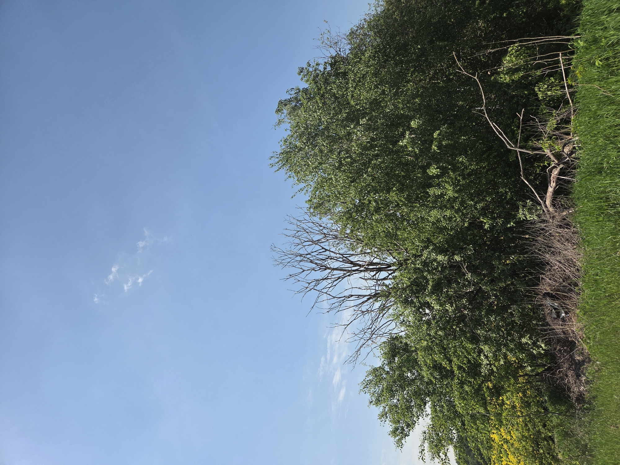 The image depicts a sunny day in an unspecified location. The sky is predominantly clear blue with a few scattered white clouds in the upper left quadrant. The right side of the image is occupied by a dense growth of trees and grassy vegetation. Some trees have green foliage, while others have bare branches. There are also patches of yellow flowers visible near the bottom edge of the image. The photograph appears to be taken outdoors in a natural environment.