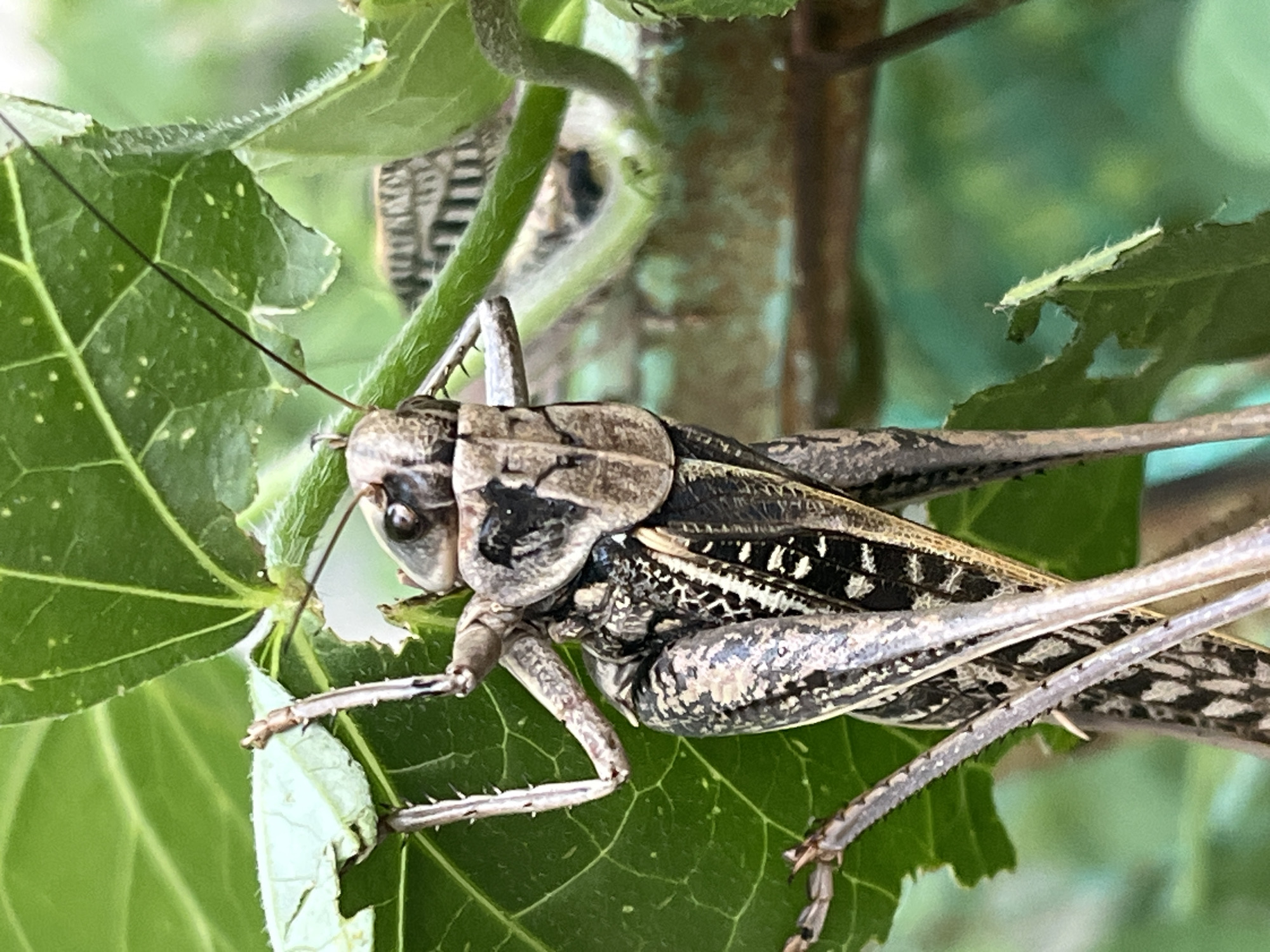 A close-up, eye-level shot shows a large insect, likely a grasshopper or katydid, perched on green leaves. The insect is predominantly brown and black, with intricate patterns on its body and legs. Its body is segmented, and its legs are spiny and adapted for gripping. The insect's head is facing towards the right, with prominent eyes and long antennae extending upwards and to the left. The background is blurred, with hints of green foliage and a muted brown structure, possibly a fence or railing. The lighting appears natural, suggesting an outdoor setting during the day. The image does not provide any specific indicators of its location in Krasnyye Barrikady, Russia, or any contextual information related to human presence or activity.