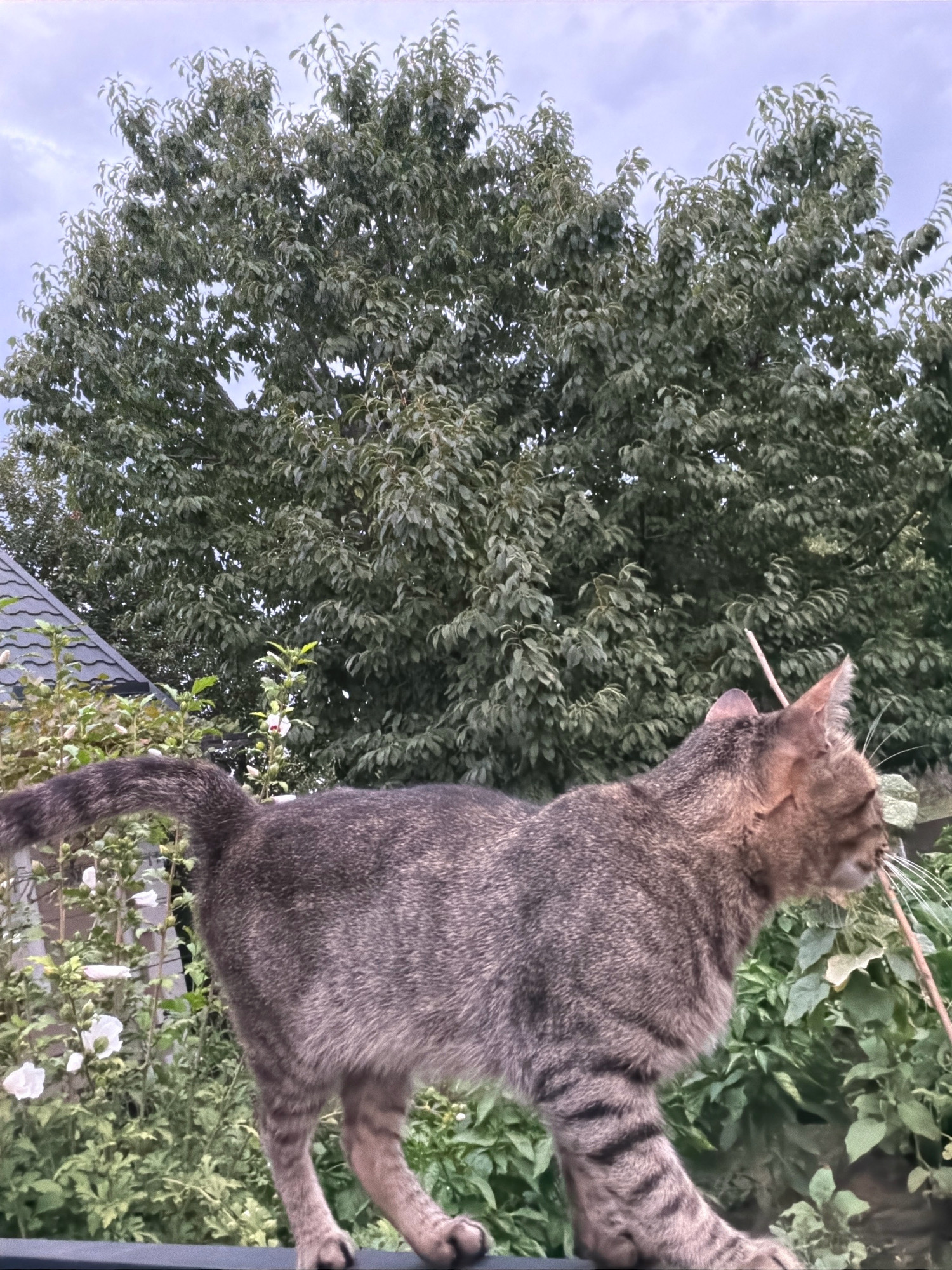 A tabby cat is shown in profile, walking on a dark surface. The cat's tail is raised, and it is looking to the right. In the background, there is a large tree with green leaves, and a cloudy sky. To the left of the cat, there is a roof of a building and some white flowers. The scene is outdoors and appears to be in a garden setting. No specific location in Oxentea, Moldova is identifiable from the image.