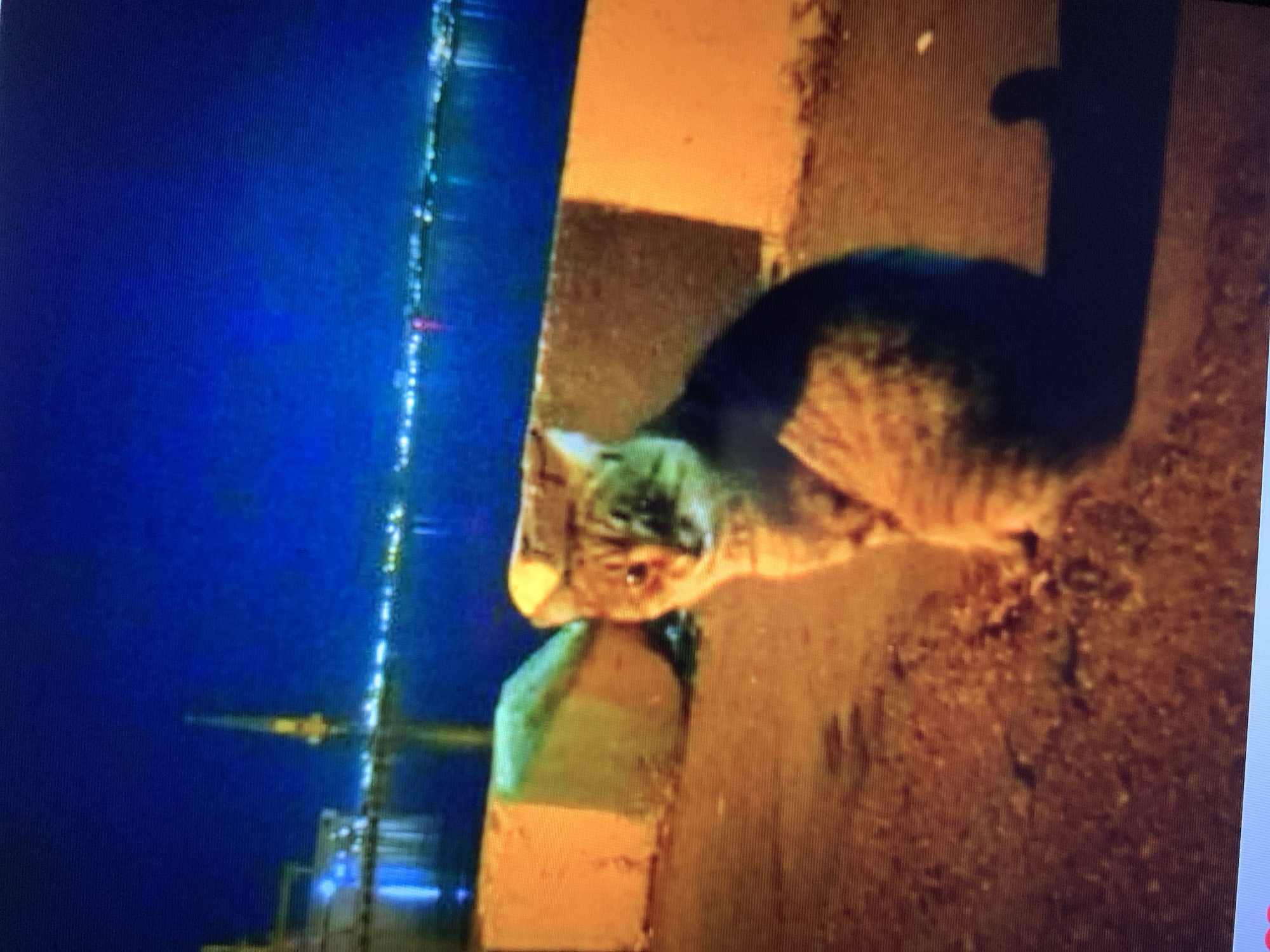 The image depicts a tabby cat sitting on a paved surface at night. The cat is facing the camera, with its body angled slightly to the left. Behind the cat, there is a concrete barrier or curb, painted with yellow and green sections. Further in the background, a body of water reflects lights from a distant cityscape. Structures that appear to be part of a port or industrial area are visible across the water. The overall environment suggests an urban waterfront location. The specific location in Lymanka, Ukraine is not visually evident from the provided image.