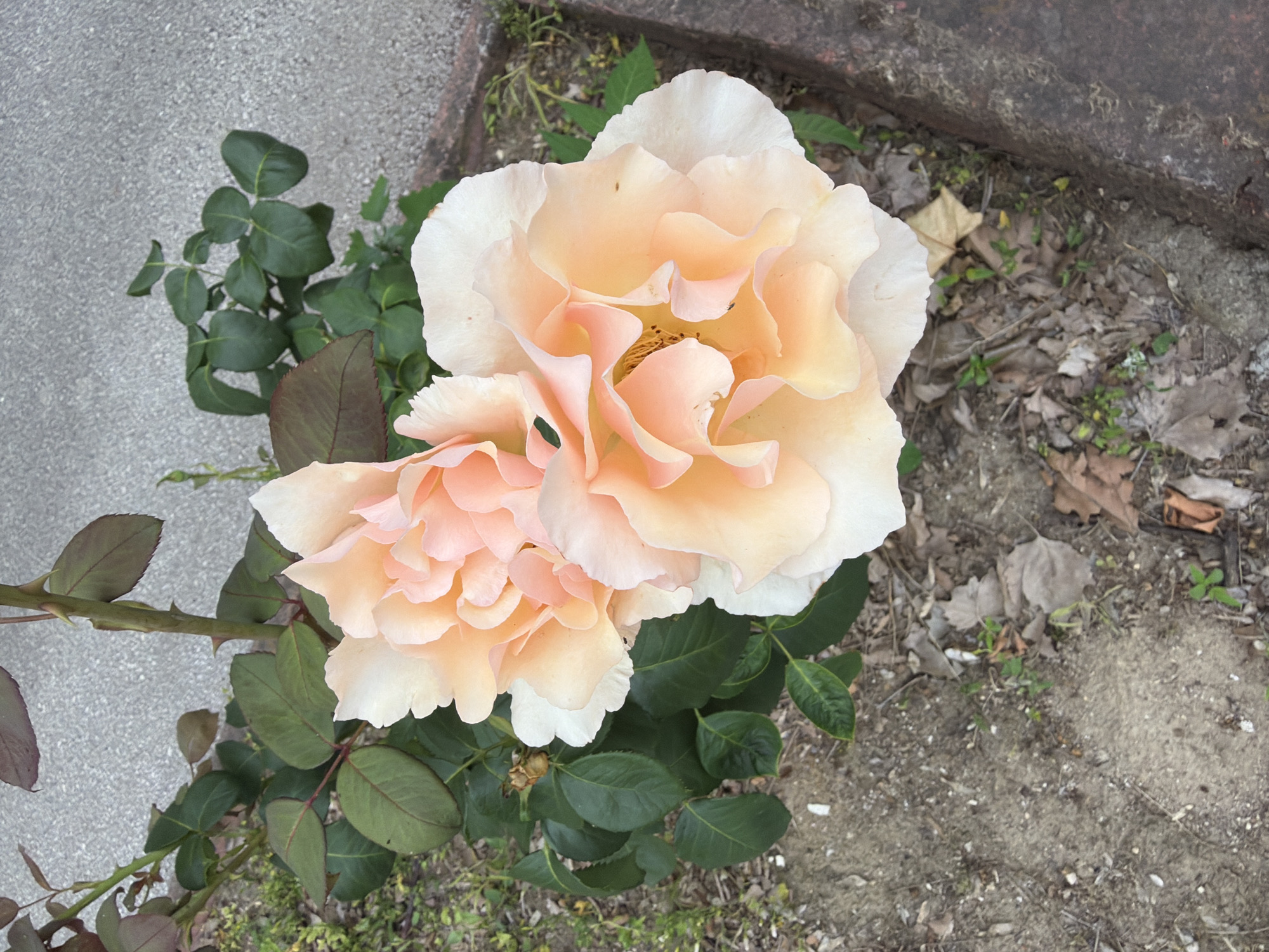 The image is a top-down, close-up shot of two delicate, peach-colored roses blooming on a bush. The roses have numerous, ruffled petals, with the edges of some petals appearing almost white. The bush has dark green leaves, some of which are tinged with reddish-brown. The background consists of a rough, gray concrete surface on the upper right and a patch of sandy soil with fallen leaves and small green shoots on the lower left. A dark, textured edge, possibly a planter or curb, is visible along the right side of the image. The scene appears to be outdoors, possibly in a garden or along a walkway in Pazardzhik, Bulgaria, though no specific landmarks are visible to confirm this location. There are no people or animals in the frame.