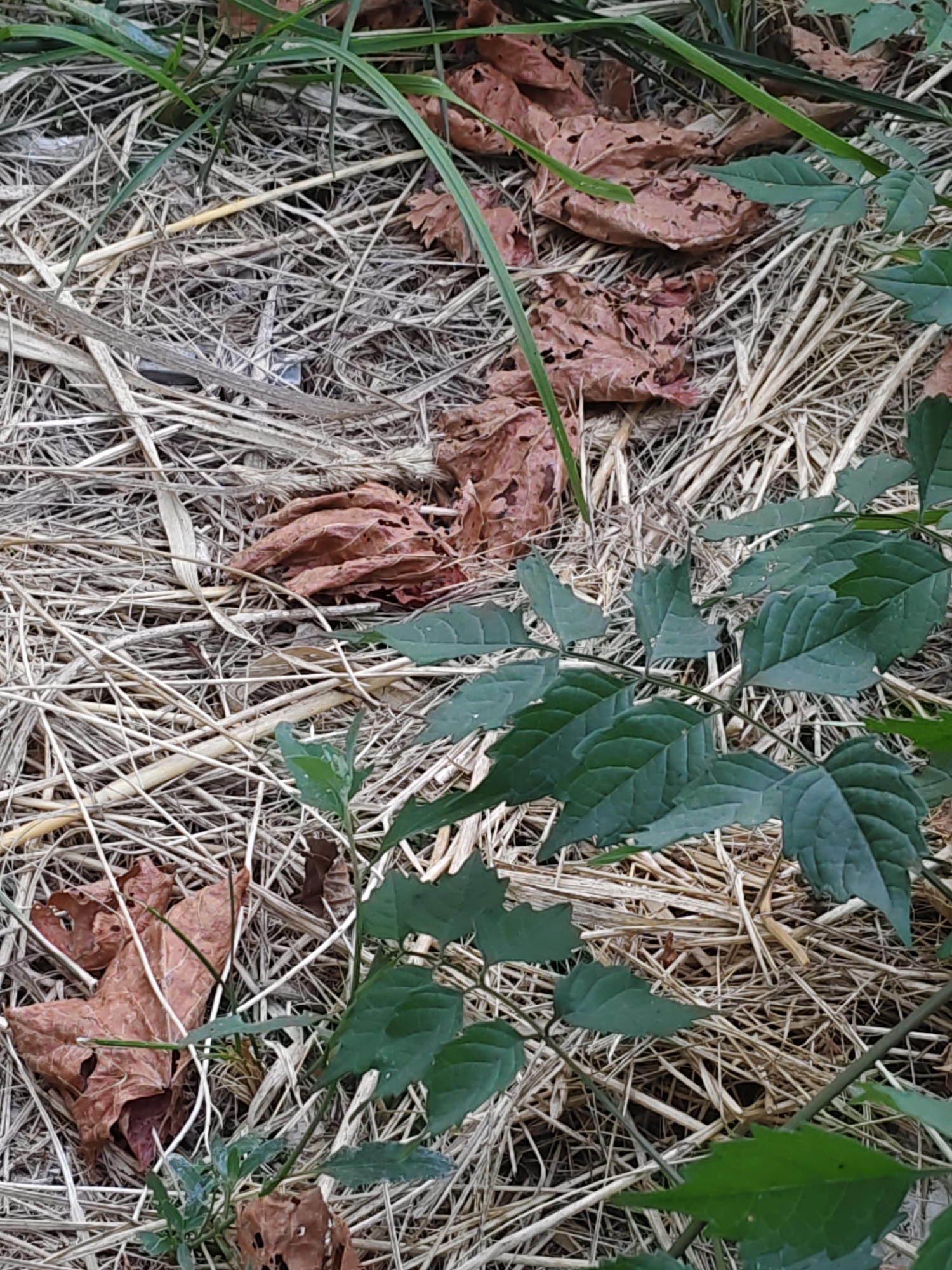 The image displays a close-up, overhead view of dry, light brown straw and decaying brown leaves covering the ground. Several green leaves and stems of a plant are visible, some of which are slightly wilting or damaged. The scene appears to be outdoors, with no specific structures or urban elements visible to indicate a location within Rostov-on-Don, Russia. There are no people or animals present. The lighting suggests it is daytime.