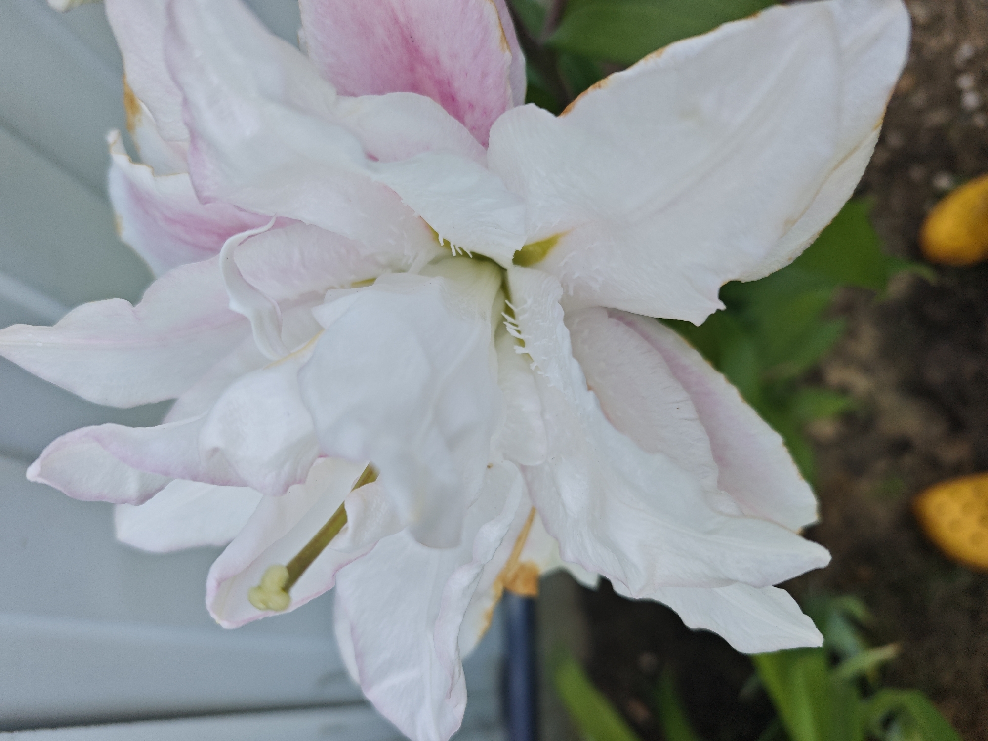 The image shows a close-up, detailed view of a white and pink flower, possibly a lily, with a prominent yellow stamen. The petals are delicate and translucent, with some having ruffled edges and hints of pink. The background is blurred, showing hints of green foliage and a gray, textured surface that could be a wall or fence. In the upper right and lower right corners, there are out-of-focus yellow circular objects, possibly berries or fruits. The lighting suggests it's daytime, and the overall impression is one of natural beauty and detail. The location is specified as Лужники Снт, Russia, which is a horticultural non-profit partnership in Russia.