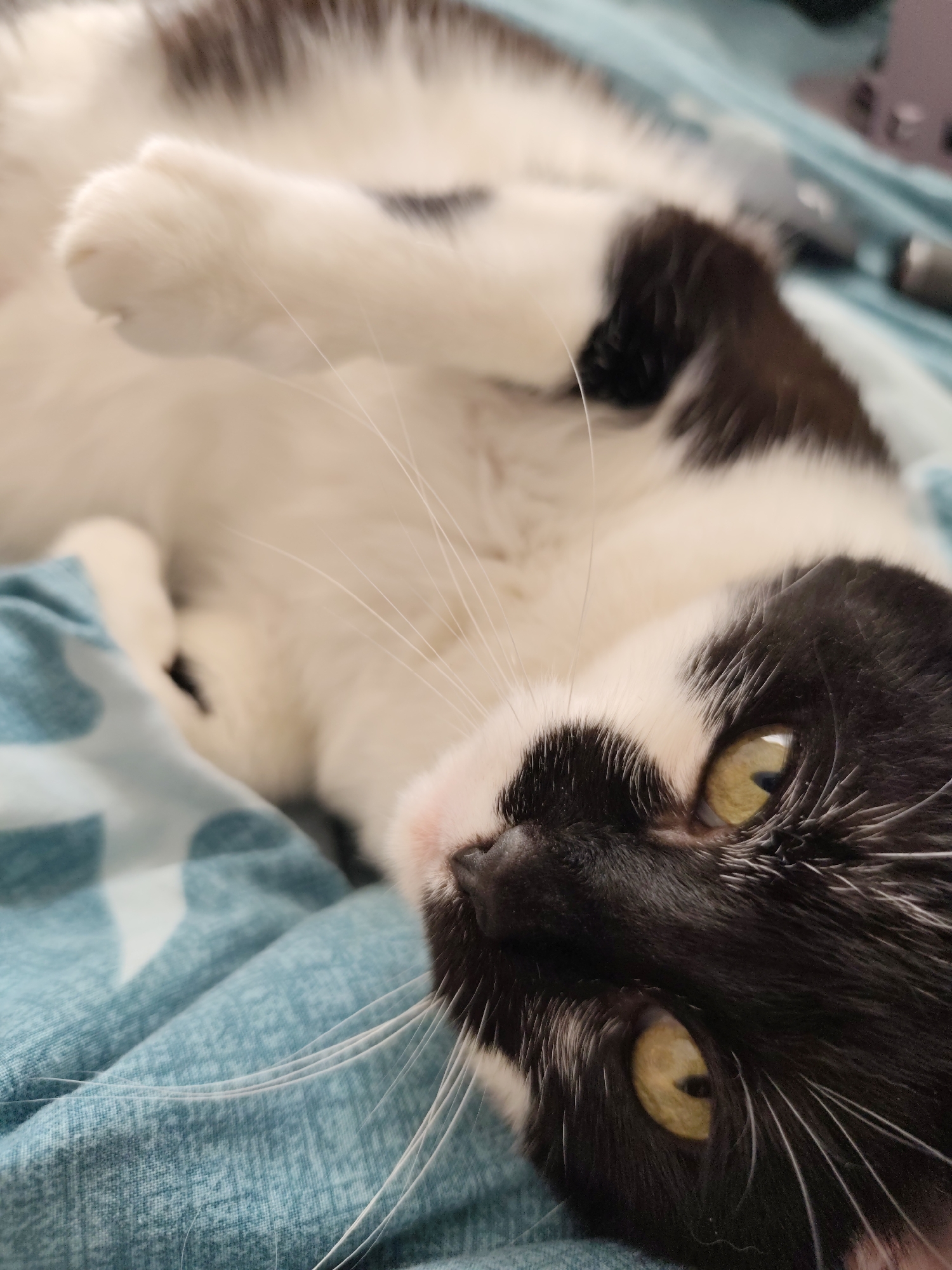 A black and white cat lies on its back on a blue and white patterned blanket. The cat's body is mostly white with black patches on its back and head. Its eyes are yellow and wide open, and its whiskers are long and white. The cat's paws are raised in the air. The blanket appears to be made of a soft material, possibly cotton or fleece. The image is taken from a close-up perspective, focusing on the cat's face and upper body. The lighting is natural and soft, creating a warm and inviting atmosphere. There are no people or other animals visible in the image. The scene is domestic and appears to be taking place indoors. The cat is relaxed and appears to be comfortable. There is no information available that places this image in Mykolaiv, Ukraine.
