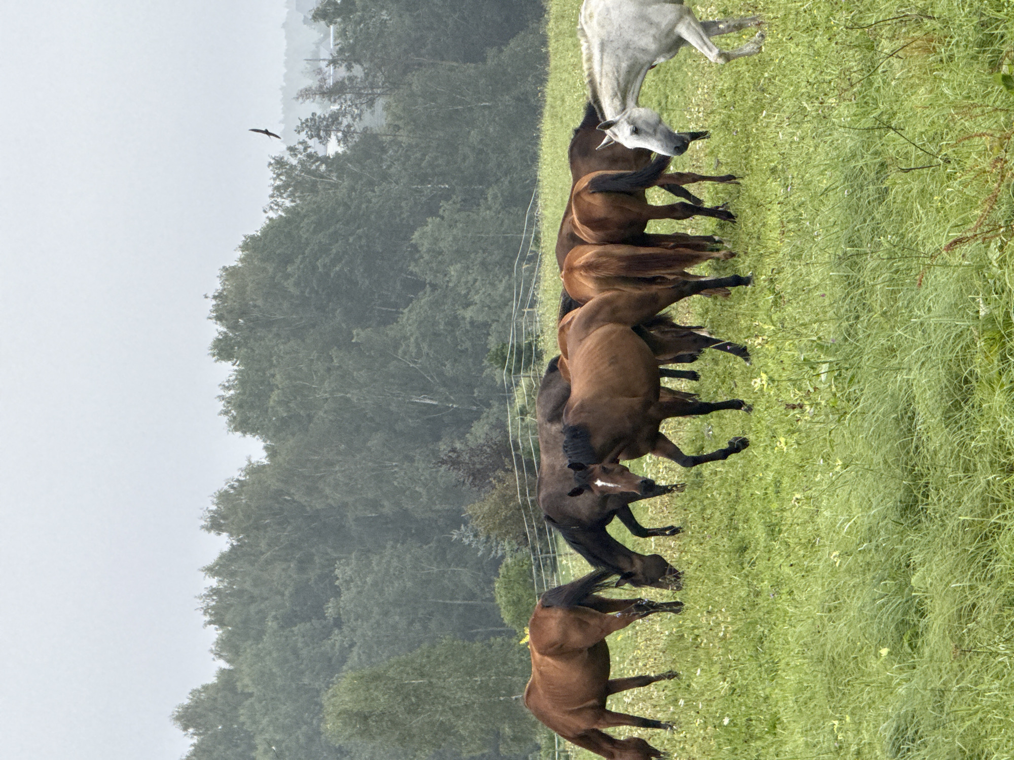 A herd of nine horses grazes in a green field under a cloudy sky, with a dense forest in the background. The horses are a mix of brown and one white horse. The white horse is in the foreground on the right, facing left and appearing to interact with the other horses. The brown horses are clustered in the center and left of the frame, with some grazing with their heads down. A single bird of prey is visible in flight in the upper right quadrant of the image, against the overcast sky. The field is covered with lush green grass and small white and yellow wildflowers. A white fence line is visible in the mid-ground behind the horses, separating the field from the treeline. The location is identified as a field in the vicinity of Galinė, Lithuania.