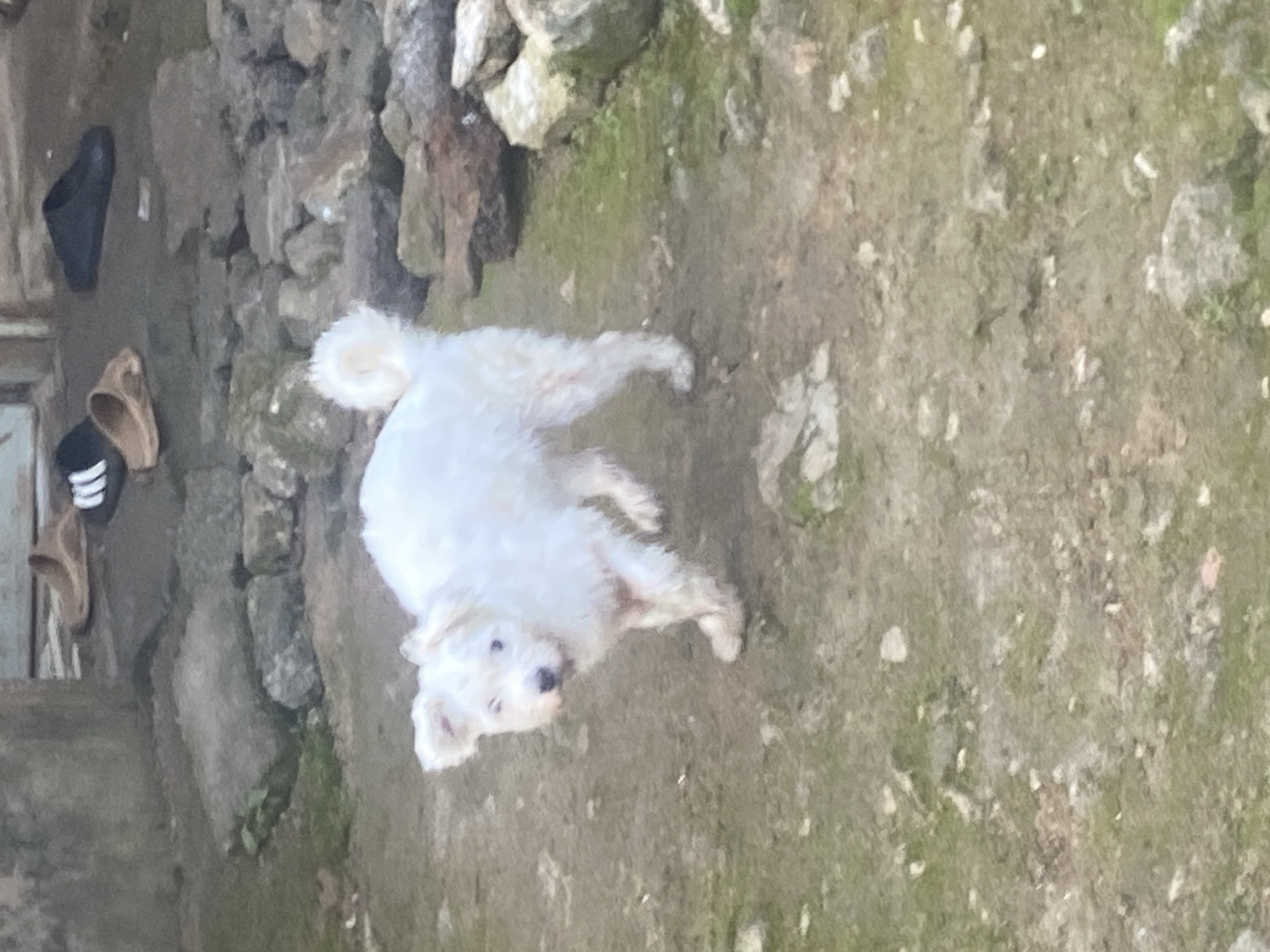 A fluffy white dog with a bushy tail is walking on a dirt and gravel path. The dog is looking towards the left of the frame with its ears perked. The path is covered with patches of green moss and small rocks. In the background, there are several large rocks and a concrete wall. To the right of the dog, there are black and brown sandals scattered on the ground. The scene appears to be outdoors, possibly in a residential area in Bukuru, Nigeria.