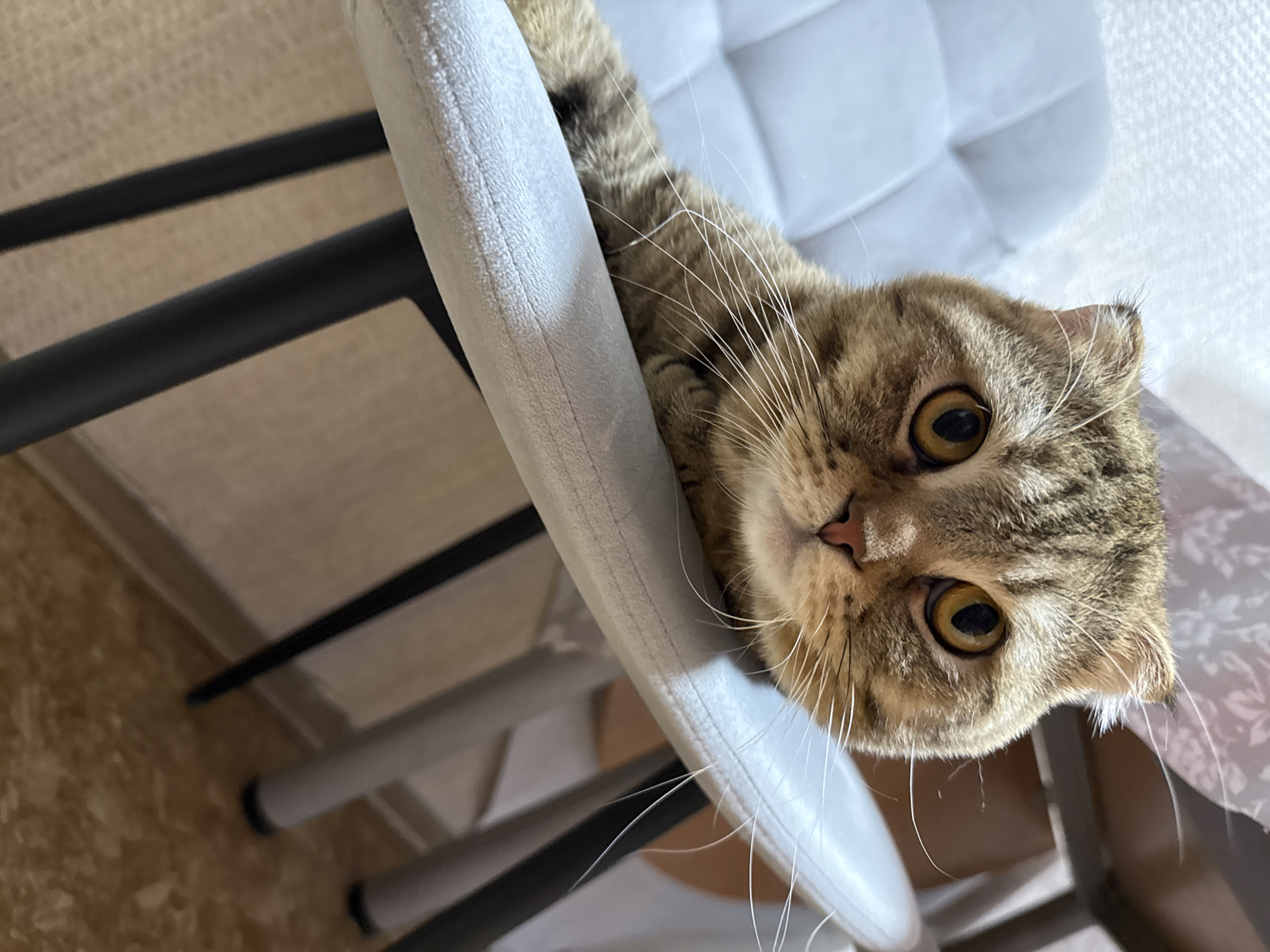 A close-up, high-angle shot depicts a brown tabby Scottish Fold cat lounging on a light gray chair with a tufted seat. The cat's head is tilted, with its golden eyes looking directly at the viewer. The background consists of a wall of light brown material and the black metal frame of the chair.