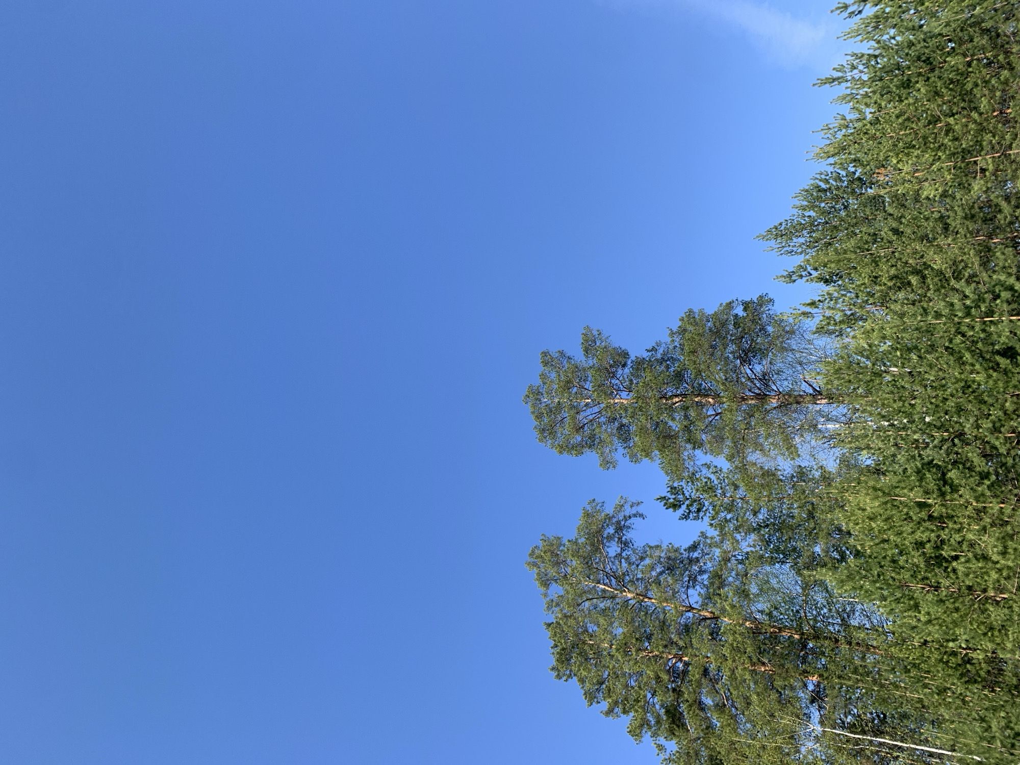 The image shows a view upwards towards the sky, with tree crowns visible in the upper right and lower right quadrants. The sky is a clear, bright blue. The location, Chaikovsky, Russia, cannot be verified from the image.