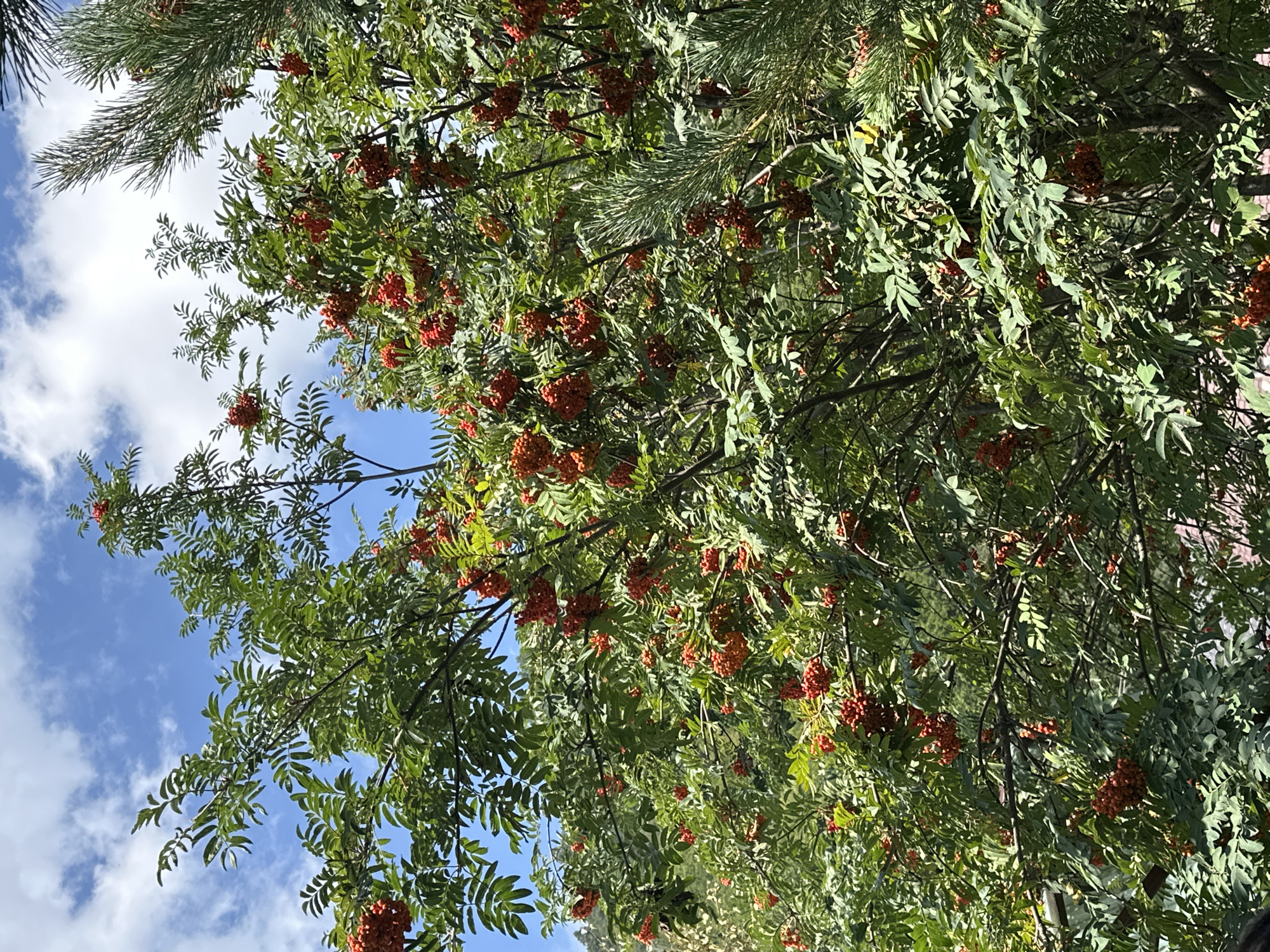The image shows a close-up, eye-level view of a tree with clusters of red berries against a bright blue sky with white clouds. The tree is dense with green leaves and branches. The berries appear to be rowan berries, as they are small, round, and clustered together in bright red or orange-red bunches. A portion of a pine tree with green needles is visible on the right side of the frame. The lighting suggests it is daytime, likely sunny. The background is out of focus, but hints at a hilly landscape with greenery. The image's perspective is upward, looking into the canopy of the tree. There are no people or animals visible in the frame. The scene is entirely natural and botanical. The image is taken in Nizhnii Arkhyz, Russia, a location known for its mountainous terrain and natural landscapes.