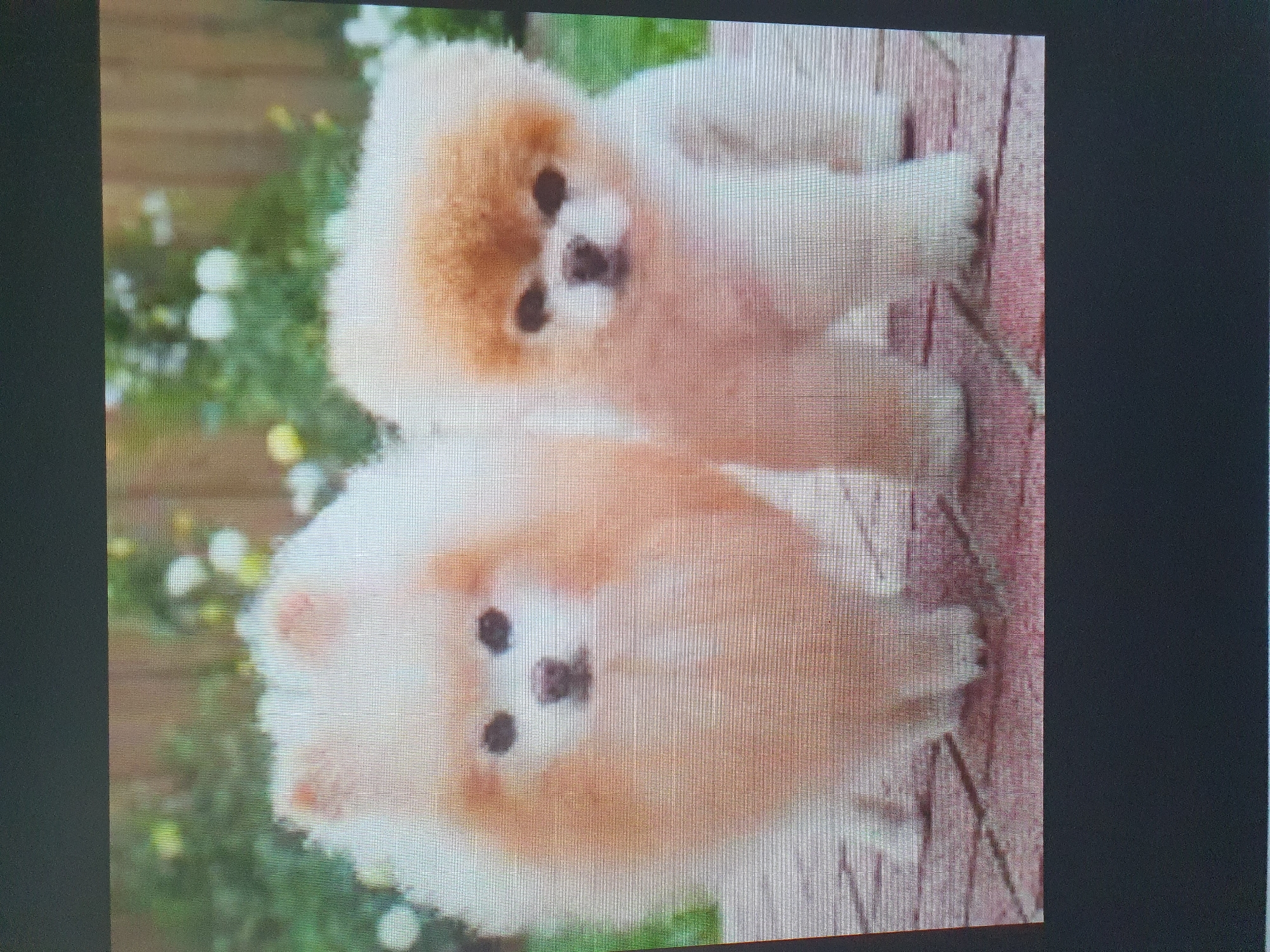 The image shows two Pomeranian dogs on a brick-like surface in front of a blurred background of green foliage and white flowers. The dog on the left is lighter in color and has fuller fur, giving it a rounded appearance. The dog on the right is slightly darker on top, with a more trimmed haircut. Both dogs are facing forward. The image is a photograph taken with a screen in front of it, indicated by the visible grid pattern. There are no humans or specific city landmarks visible.