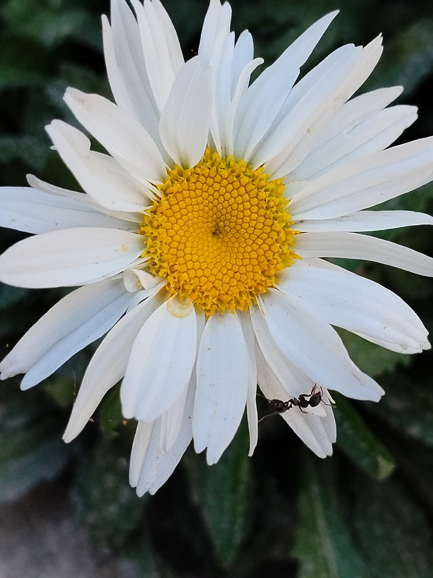 A close-up, vertical, eye-level shot showcases a white daisy flower with a bright yellow center. A dark-colored ant is visible, clinging to the underside of one of the white petals. The background is a blurred, dark green foliage. The image is undated and its location within Kyzyl-Kyya, Kyrgyzstan, is not specified.