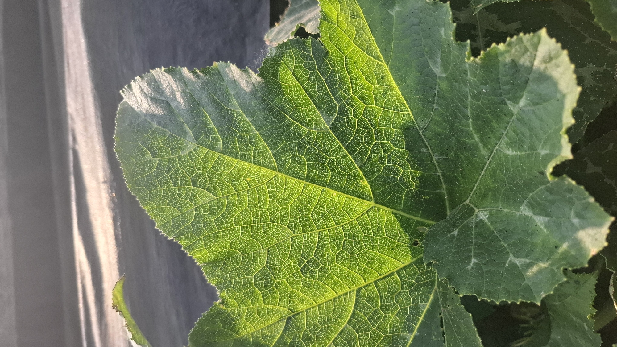The image is a close-up shot of a large, green leaf with prominent veins. The leaf is illuminated by sunlight, which shines through it, highlighting the intricate network of its vascular system. The edges of the leaf are serrated and appear slightly damaged in places. In the background, a dark, textured surface is visible, possibly a wall or a piece of furniture, with streaks of light and shadow across it, suggesting sunlight filtering through blinds or a similar object. The overall impression is one of natural beauty and the detailed structure of plant life. The location, Rahong, Indonesia, does not appear to be depicted in the image, as there are no discernible landmarks or elements that would place it in a specific geographical context.