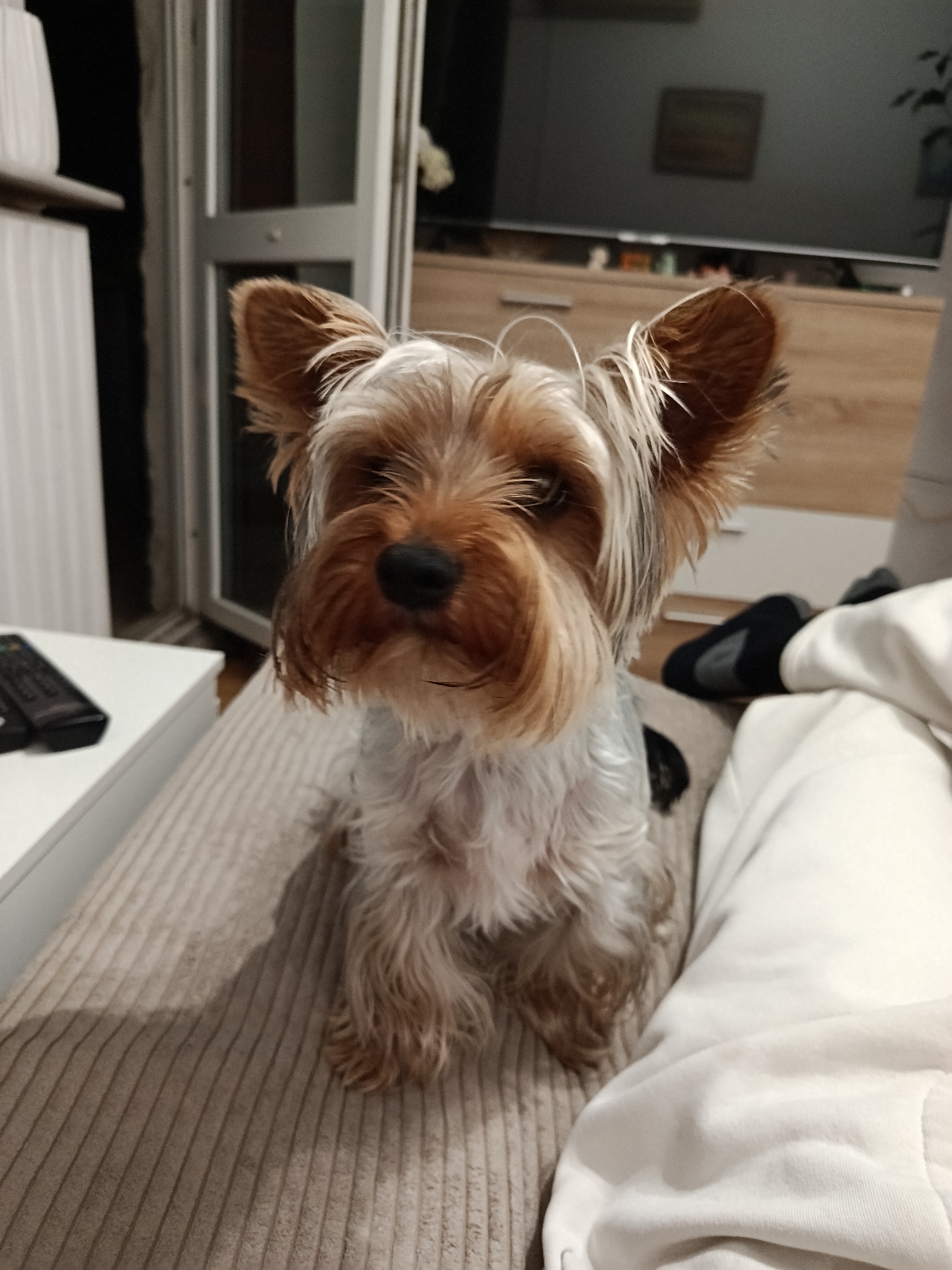 A Yorkshire Terrier dog is captured in a close-up, sitting attentively and looking directly at the camera. The dog, with its characteristic long, fine brown and grey-white fur and perked ears, sits on a beige, vertically striped upholstered surface, likely a sofa or bed. A few stray light hairs are visible above its head.
The setting is indoors, likely a home environment such as a living room or bedroom in Varna, Bulgaria. To the left of the frame, a white side table holds a black remote control. The background is softly blurred but reveals a large television screen mounted above a wooden cabinet. Parts of a doorframe or window frame are visible behind the dog to the left. To the right of the dog, a white, soft fabric item, possibly a blanket or clothing, is visible, along with dark socks or slippers further back on the floor or furniture.
The lighting suggests it is evening or nighttime, creating a cozy indoor ambiance. The dog appears calm and observant. No visible text is present in the image.