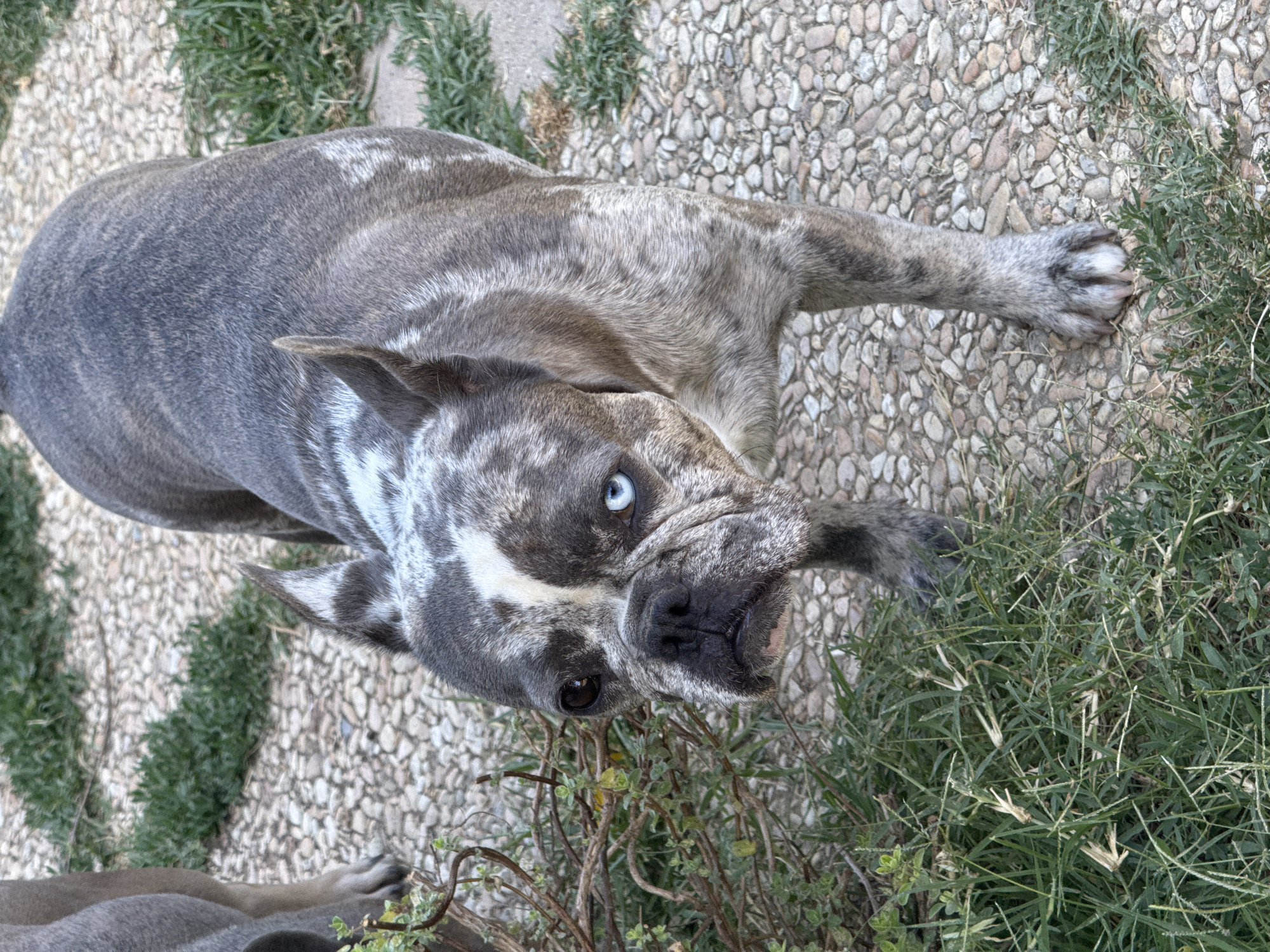 A merle French bulldog stands on a pebble-covered path with patches of grass. The dog has a mottled gray and white coat and heterochromia, with one brown eye and one blue eye. It is looking directly at the camera with a slightly sad expression. To the left of the dog, some dry branches and green leaves are visible. In the background, another dog's leg, grey in color, is partially visible. The scene appears to be outdoors in a yard or garden. The provided metadata indicates the location is San Benedetto del Tronto, Italy.