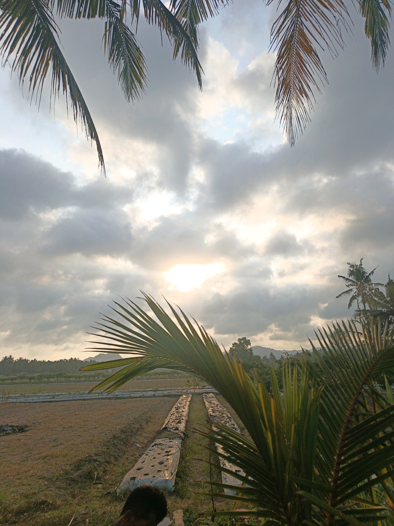 This is a vertical, medium-shot photograph taken at ground level in Tambakmulyo, Indonesia, on a cloudy day with the sun attempting to break through. In the foreground, a person's dark, short hair is visible at the bottom center, and several fronds of a palm tree dominate the right and left sides of the frame, obscuring parts of the scene. In the midground, a field is visible with rows of what appear to be newly planted crops covered with white plastic sheeting. The field extends into the background, where it meets a line of trees and distant hills. The sky is filled with gray and white clouds, with the sun shining brightly through a break in the clouds, casting a warm glow over the scene.
