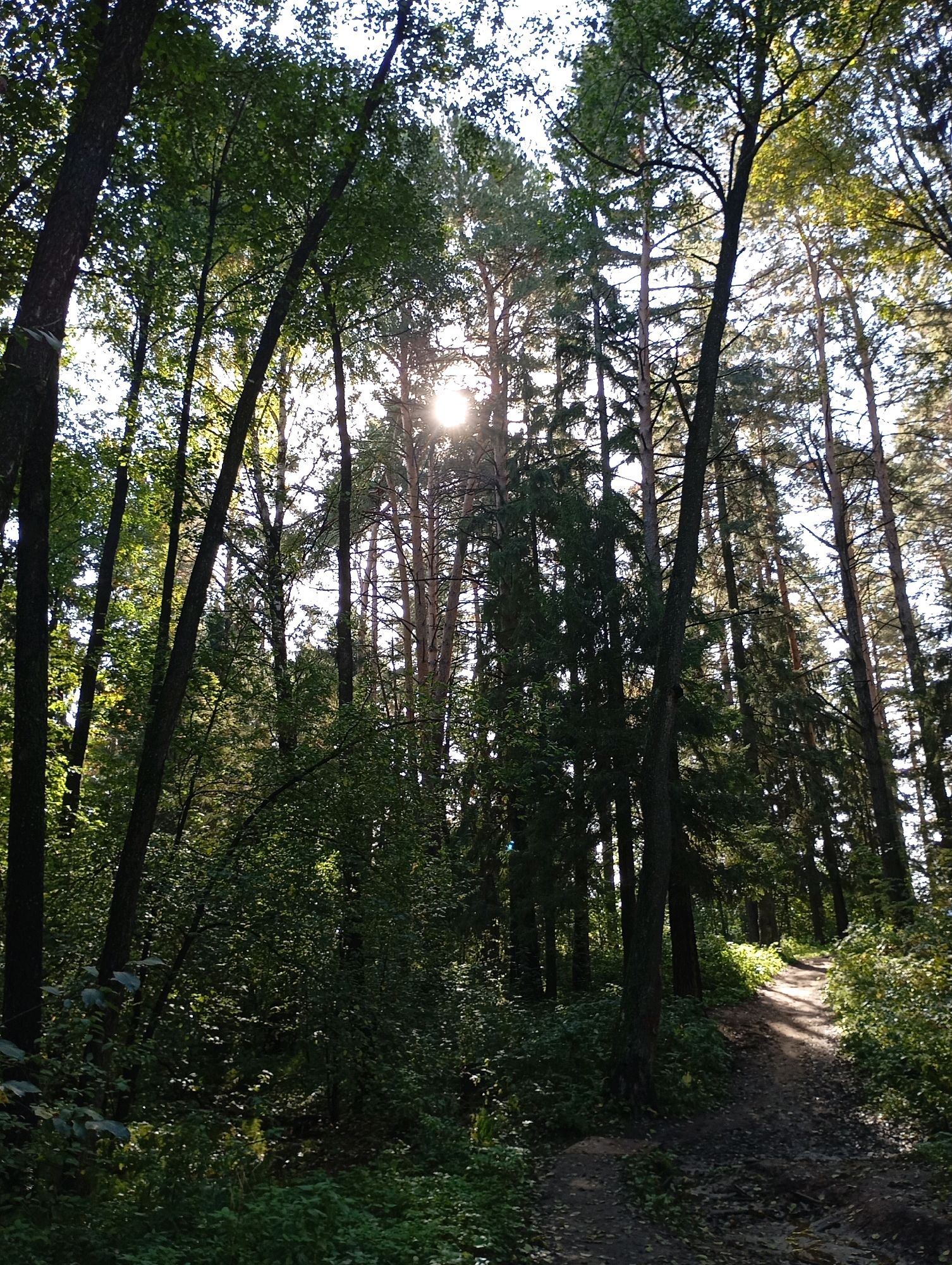 The image depicts a sun-dappled forest path in Chaikovsky, Russia. Tall trees, predominantly pines and deciduous varieties, form a dense canopy, with sunlight filtering through the leaves and illuminating parts of the path. The path itself is unpaved, appearing to be a dirt track winding through the forest, with fallen leaves scattered on its surface. Lush green undergrowth and foliage line the sides of the path, creating a natural and somewhat wild environment. The overall scene suggests a tranquil and natural setting within a wooded area.