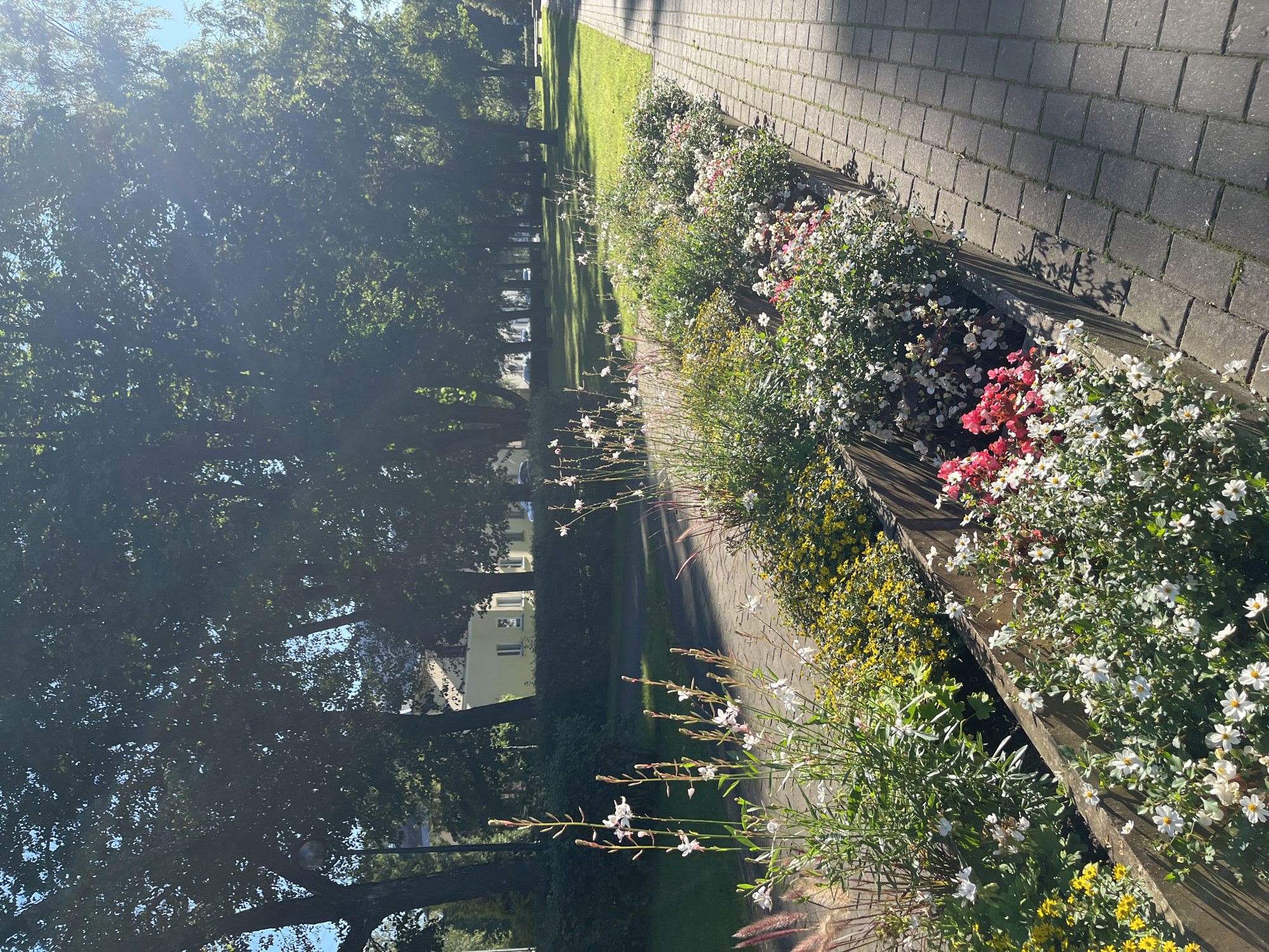 The image depicts a sunlit park area in Kohtla-Järve linn, Estonia. A long, wooden planter box filled with a variety of blooming flowers, including white and pink petunias and yellow daisies, runs alongside a paved walkway. The walkway is constructed of grey cobblestones. Behind the planter box, a neatly manicured green lawn stretches into the background, dotted with mature trees that cast dappled shadows. In the distance, a light-colored building with windows is visible, suggesting a residential or institutional area. The sky is clear and blue, with the sun shining through the leaves of the trees, creating lens flare effects. No people are visible in the scene.